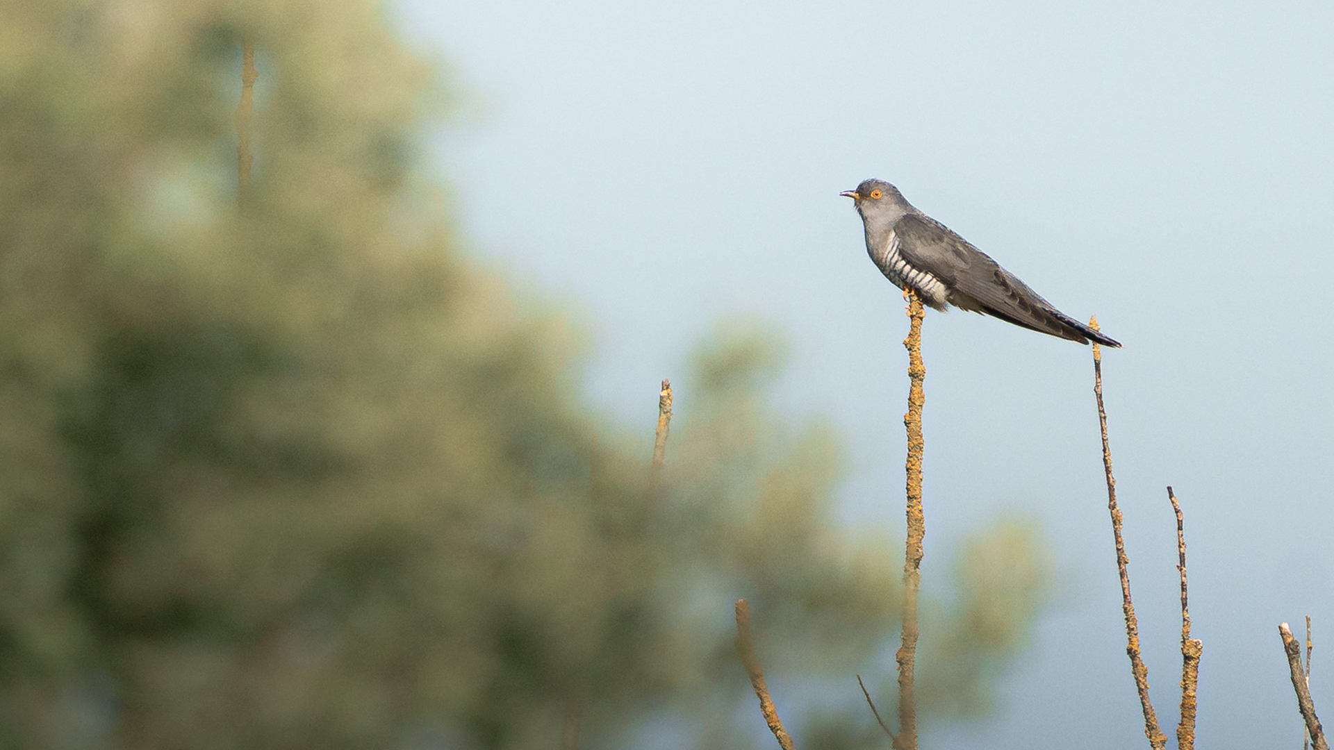 Cuckoo!