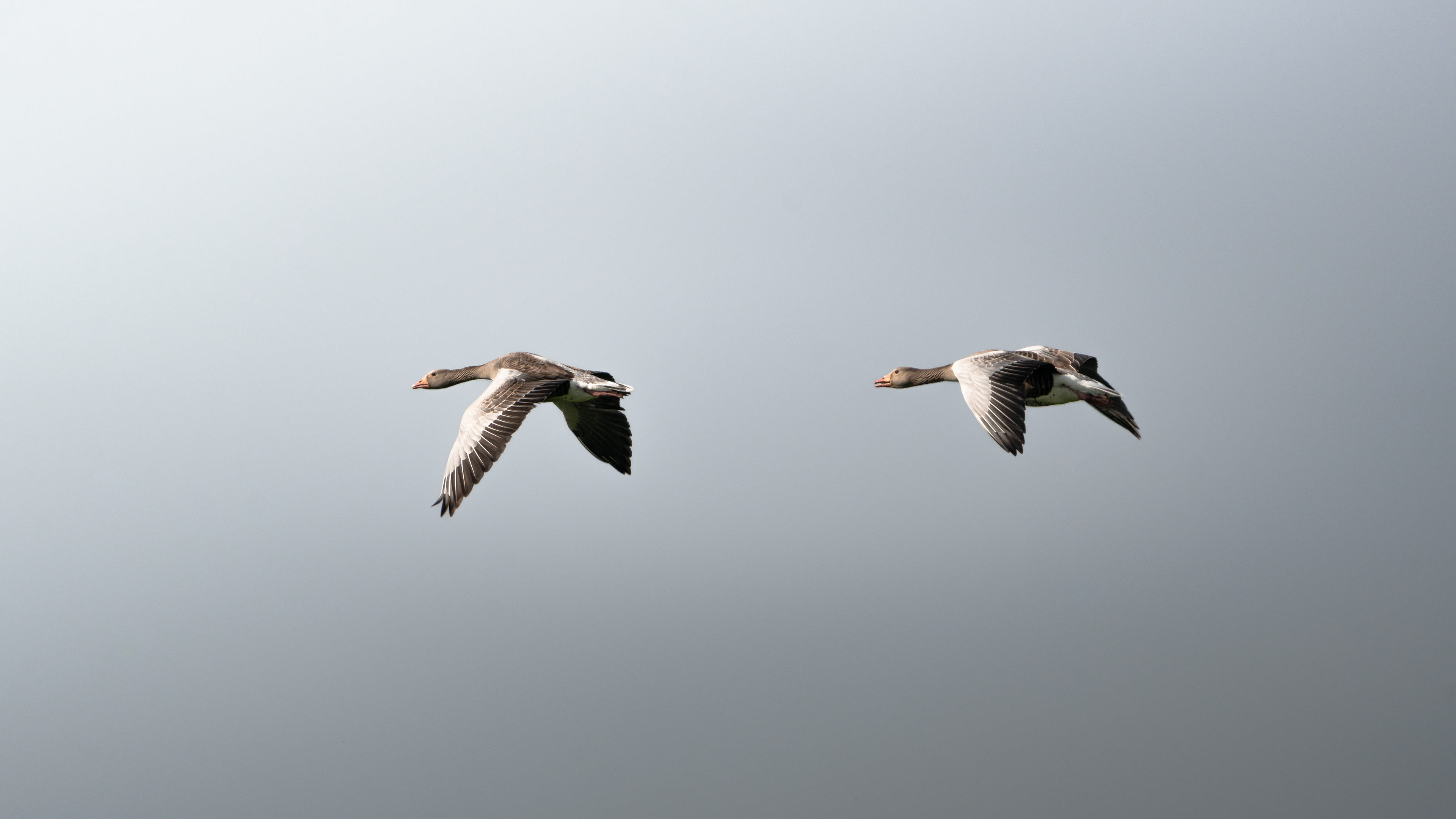 Goose fly by