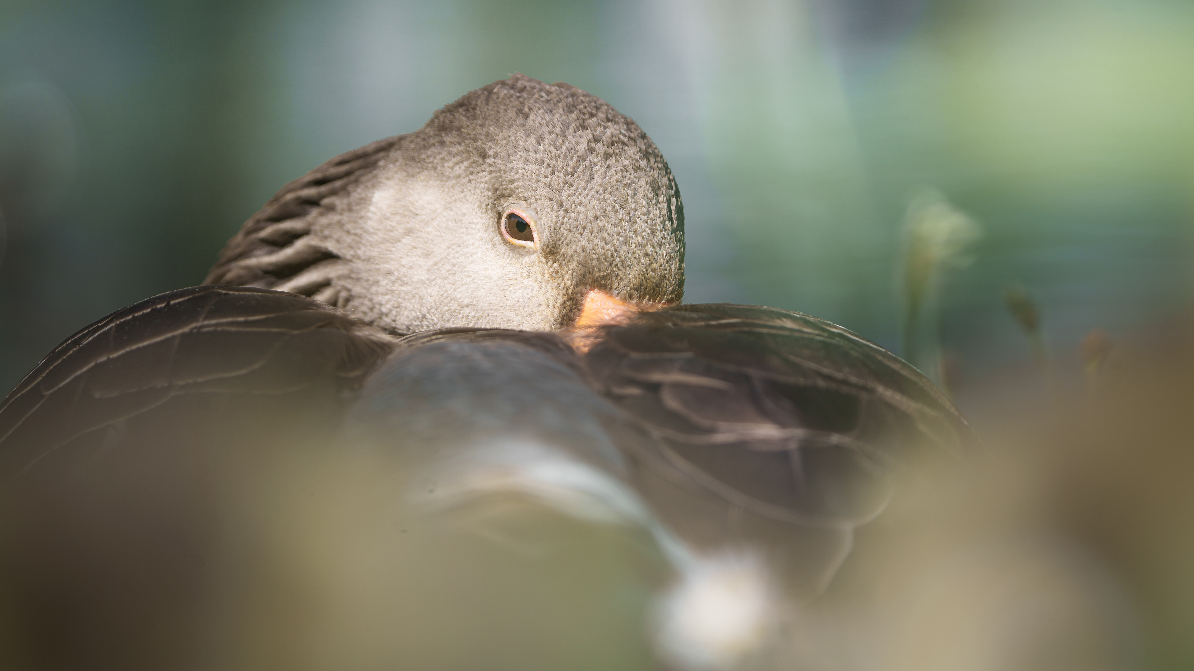 Goose peeking