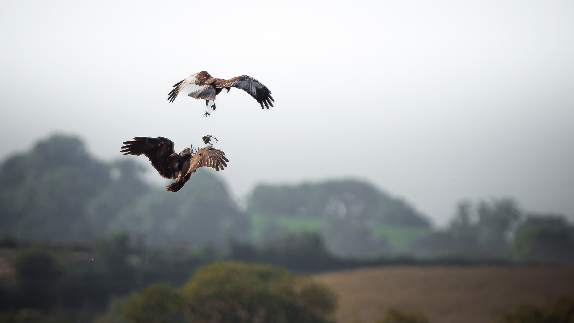 The Hawk handover