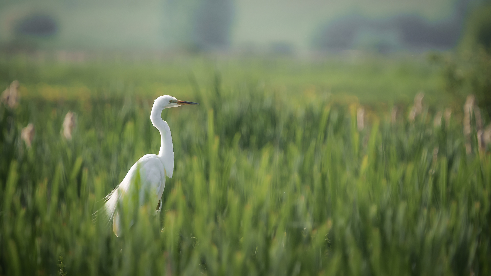 Egret perched ready to fly