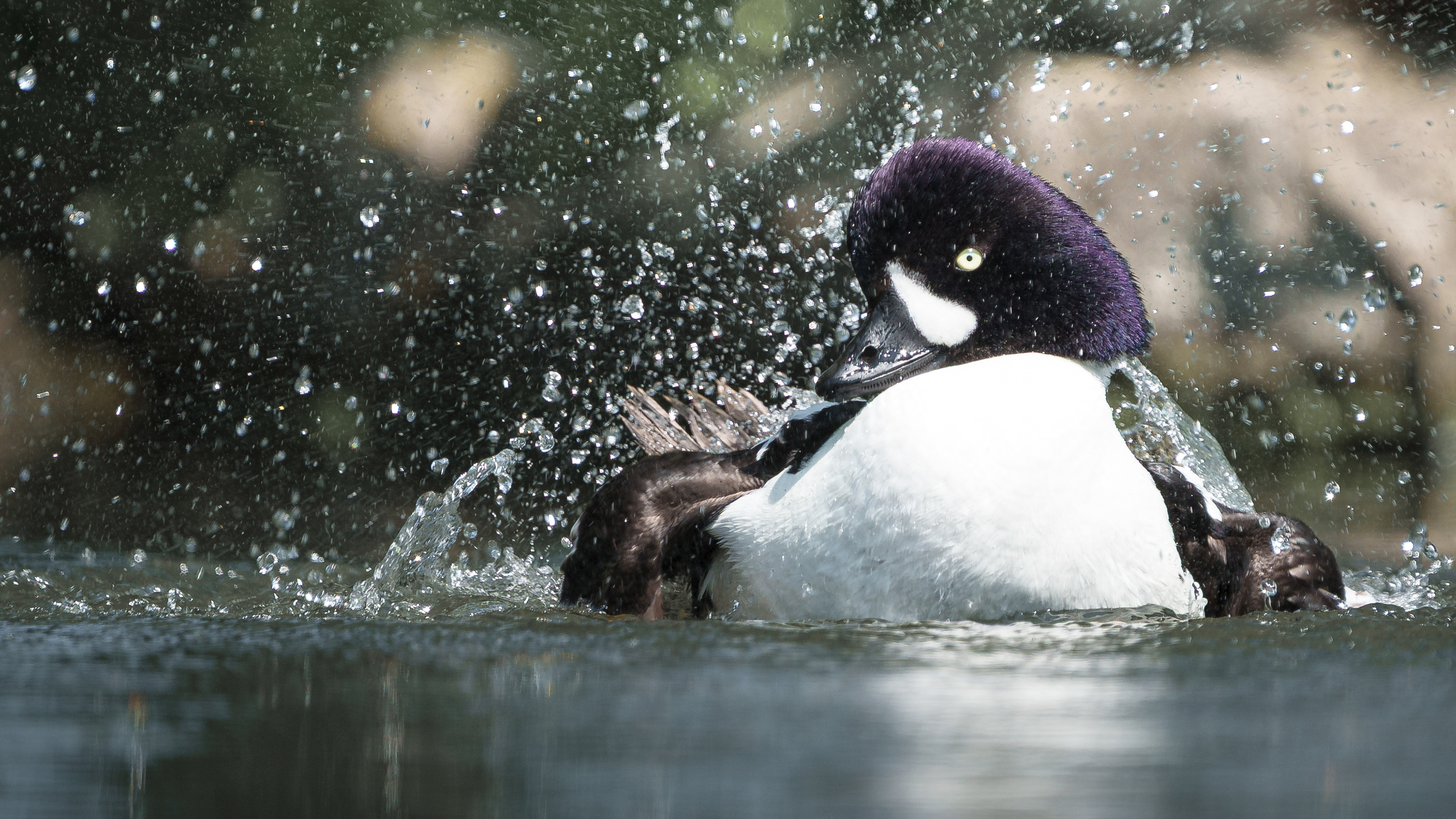 Golden Eye splash