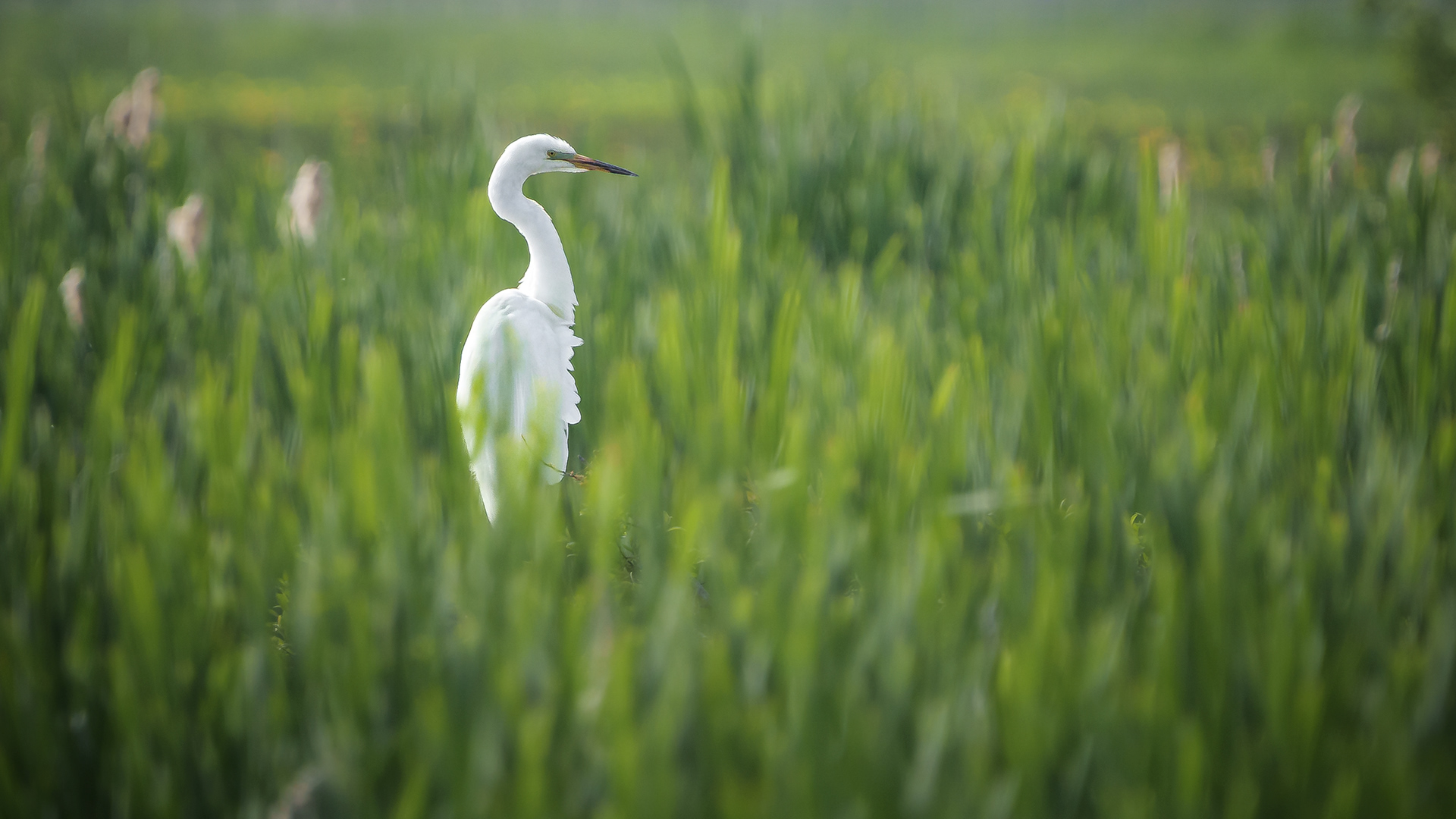 Egret perched