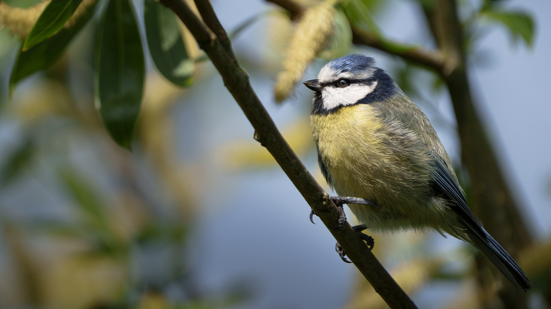Blue Tit on a branch