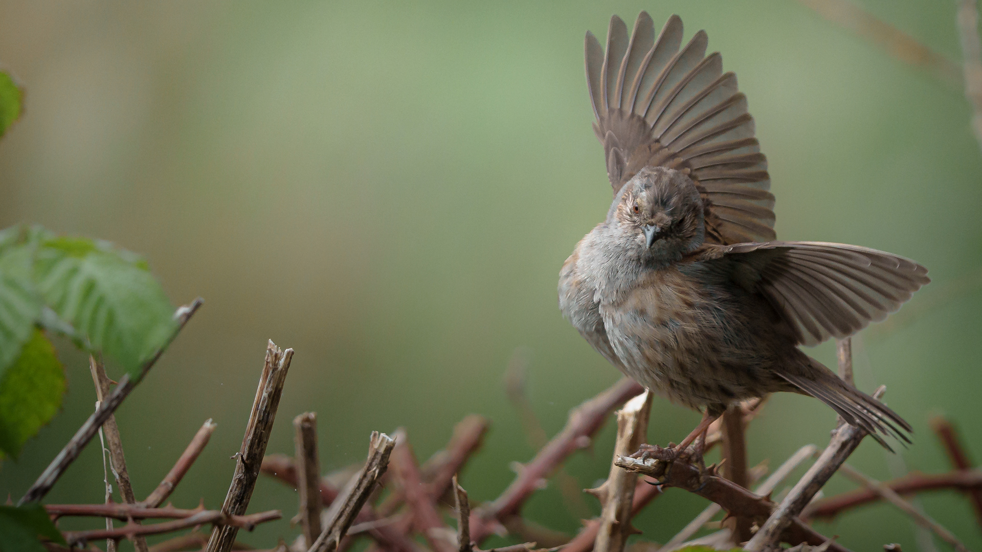 Dunnock flaps