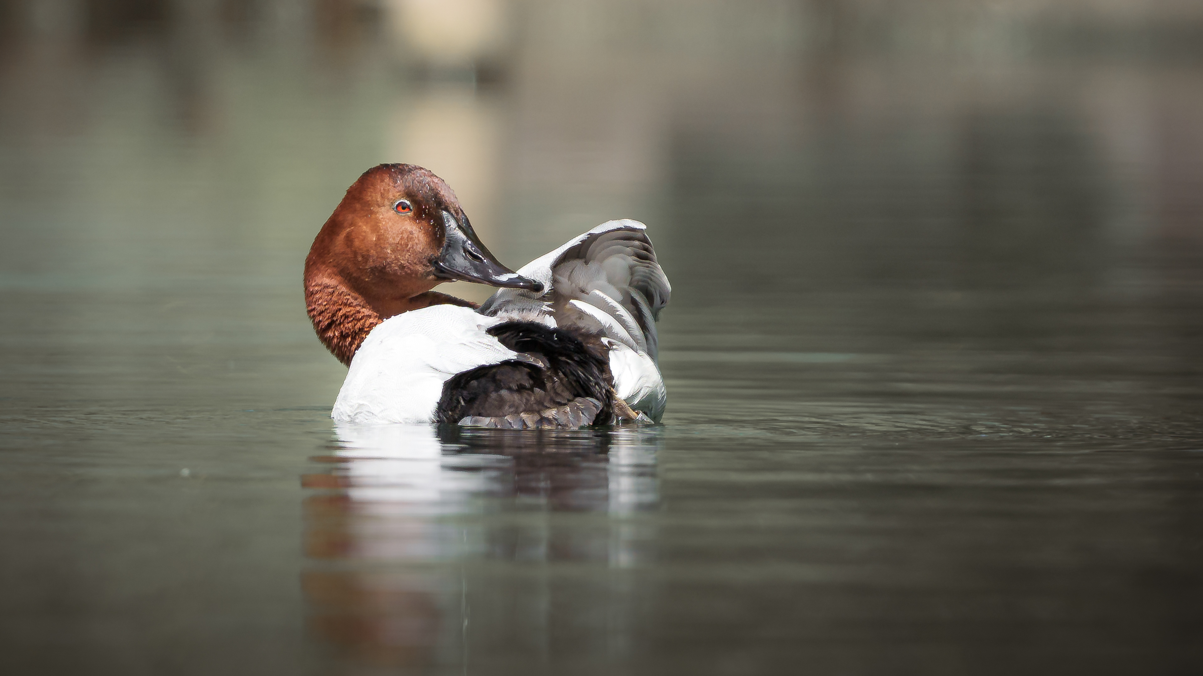 Common Pochard says hello