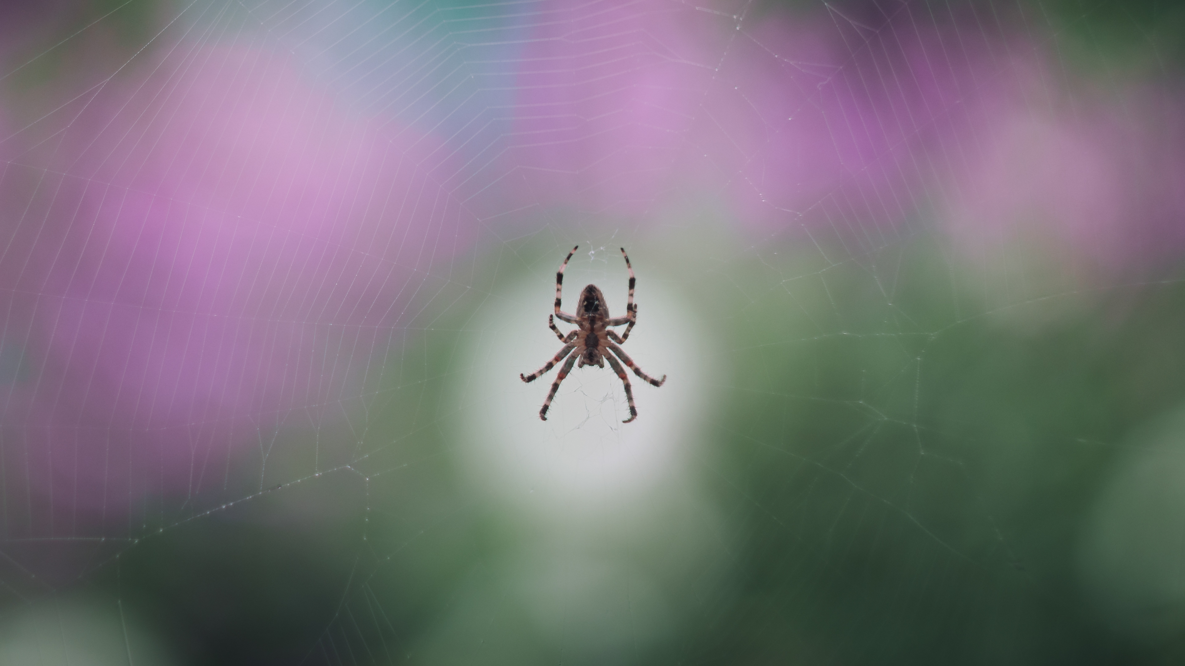 Itisy Bitsy Spider