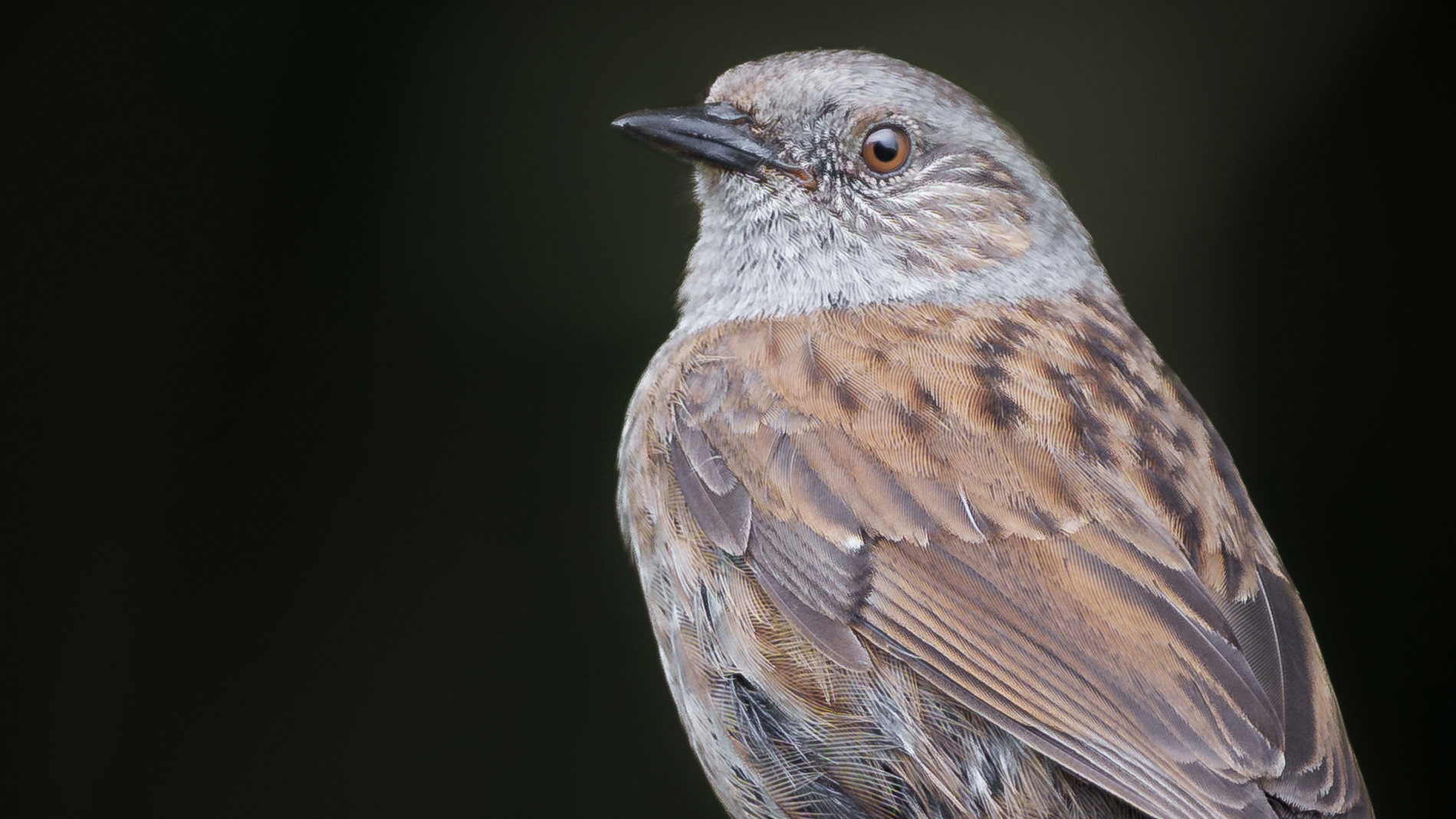 Dunnock portrait