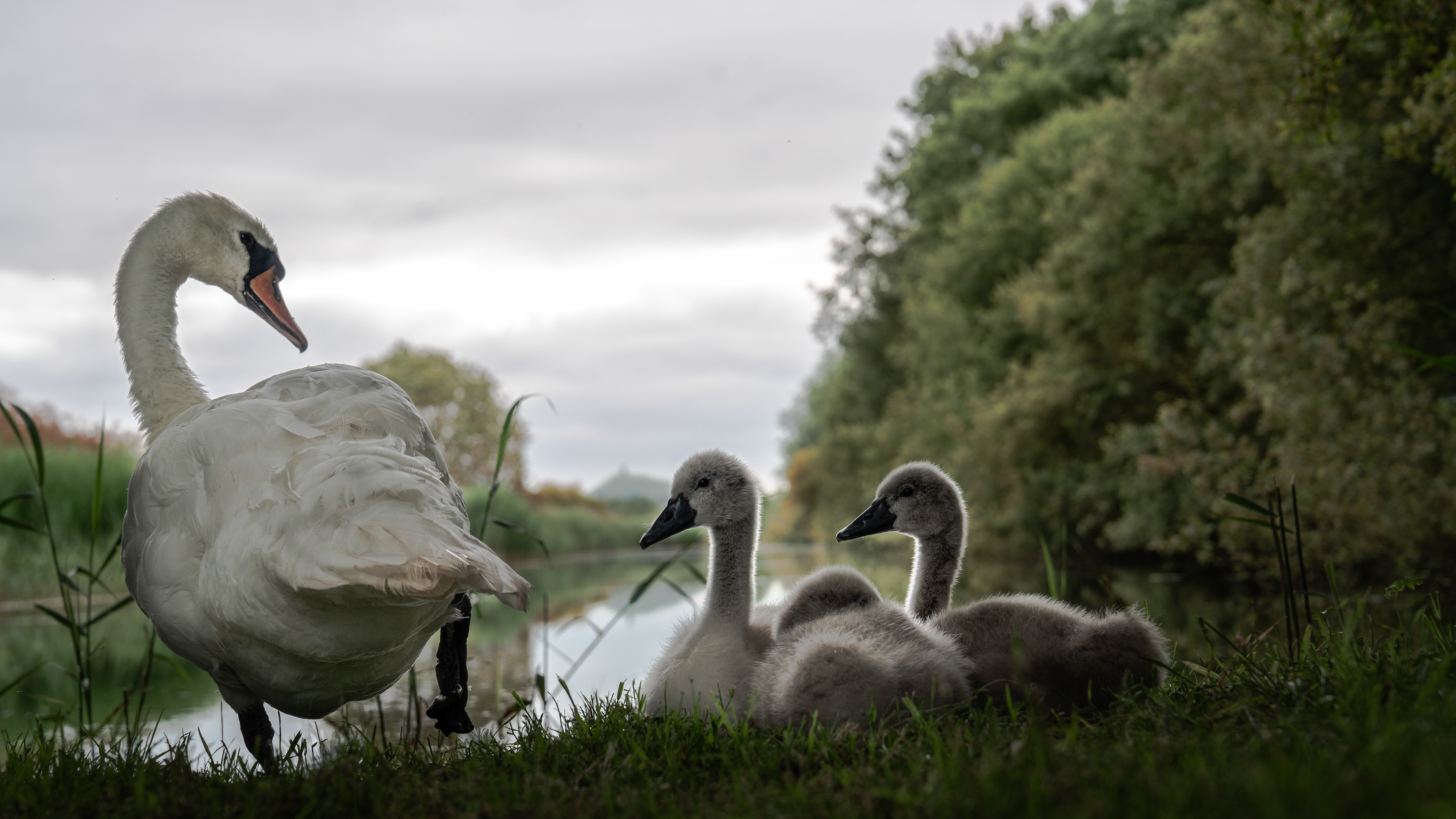 Cygnets in front of the Tor