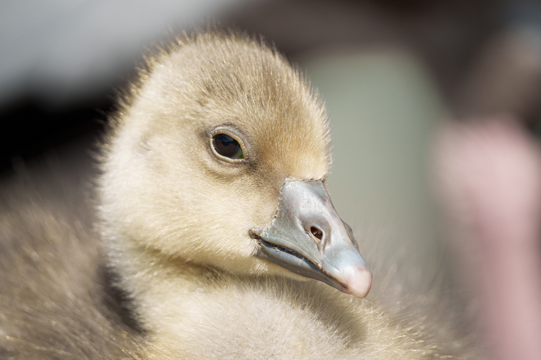 Gosling pose