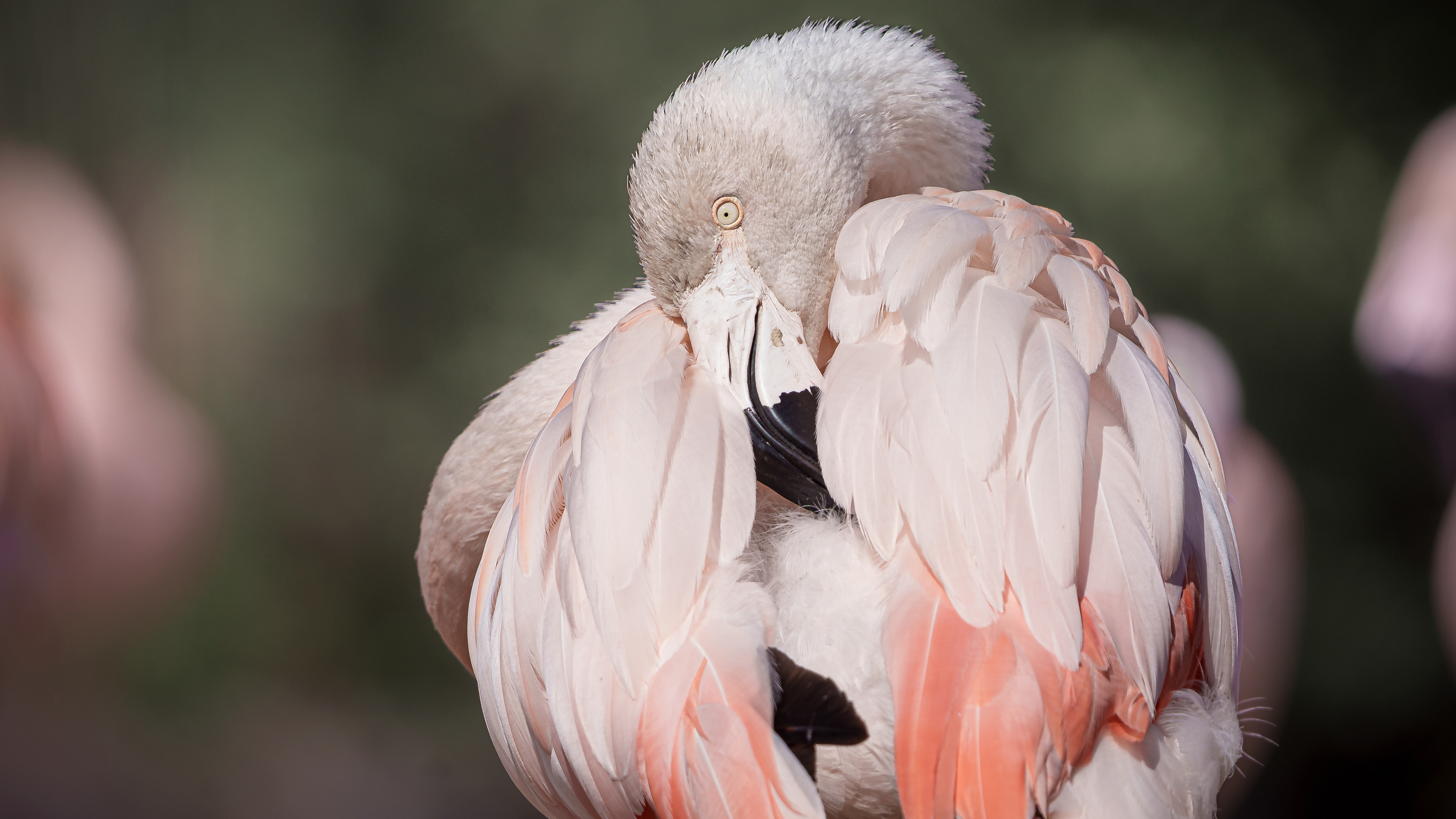 Flamingo Prune