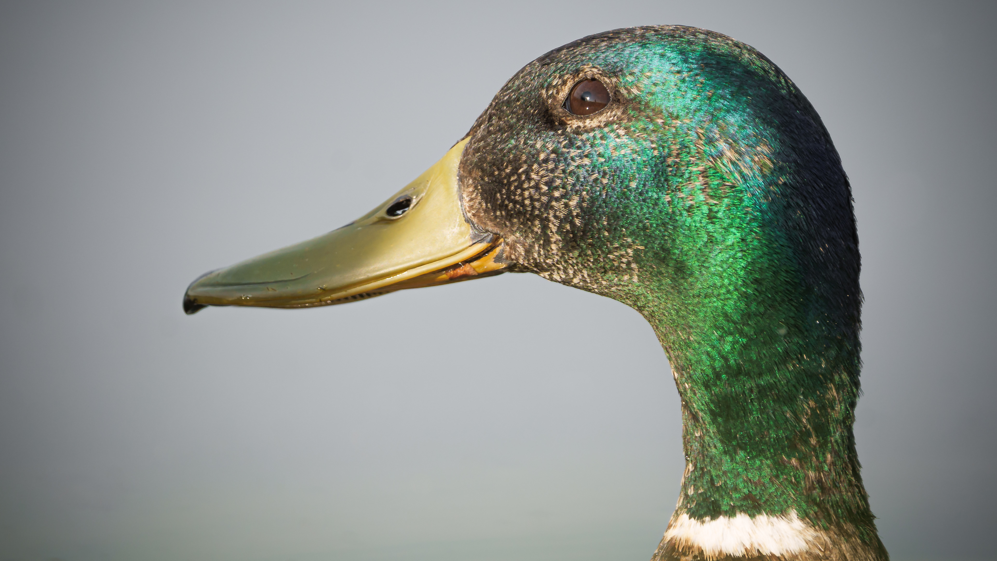 Mallard profile
