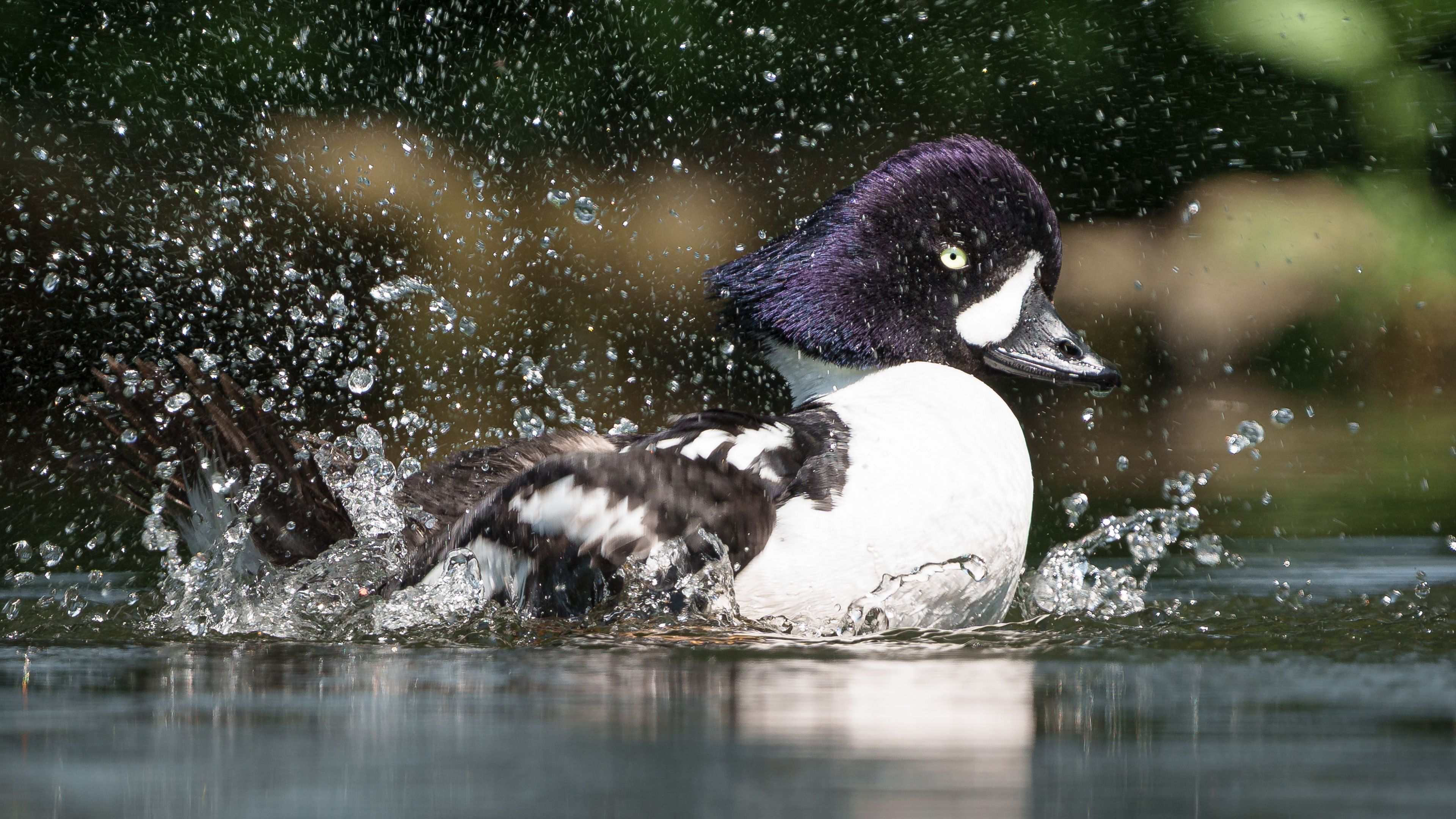 Goldeneye Dash