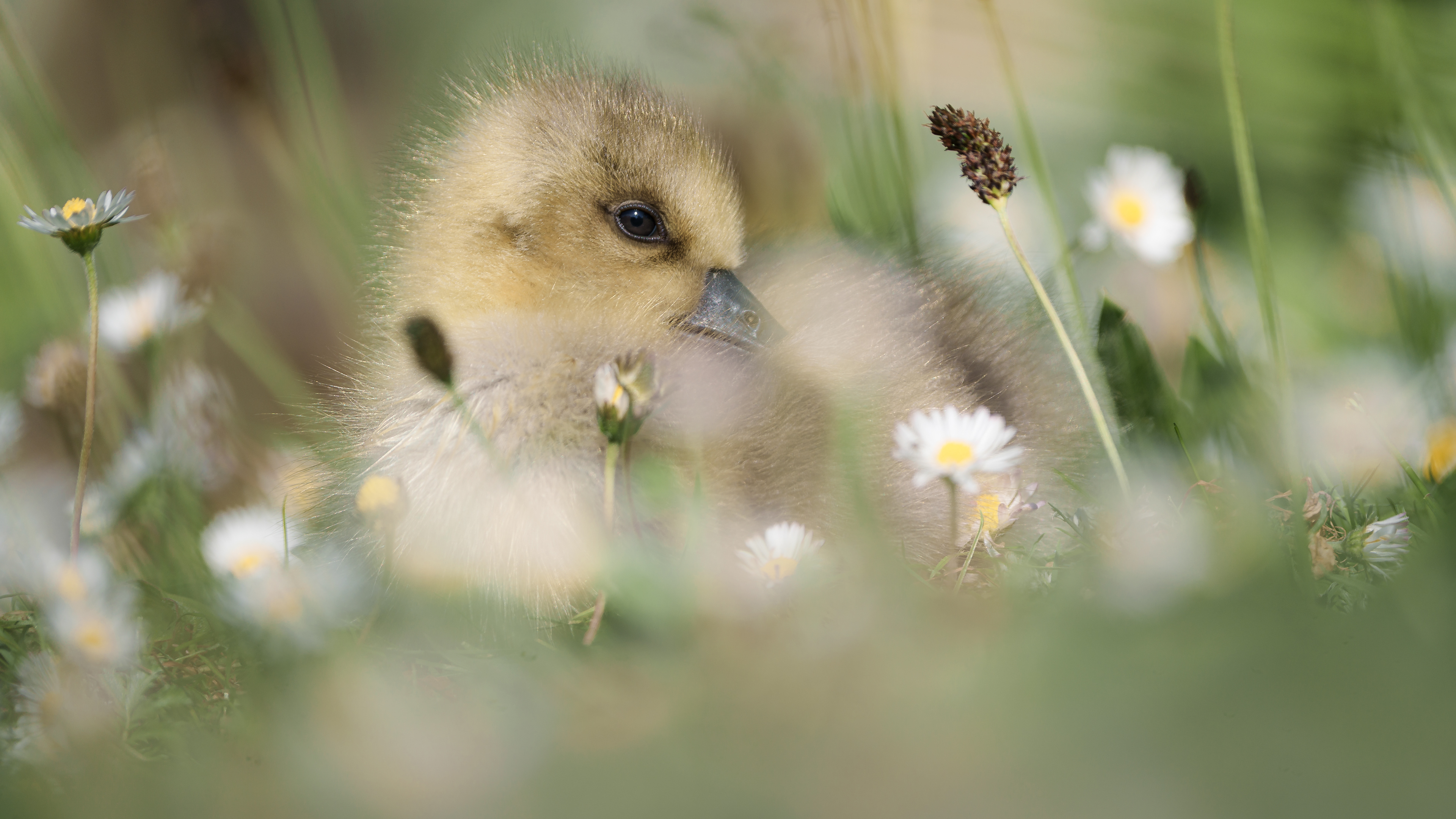 Gosling and the daisies