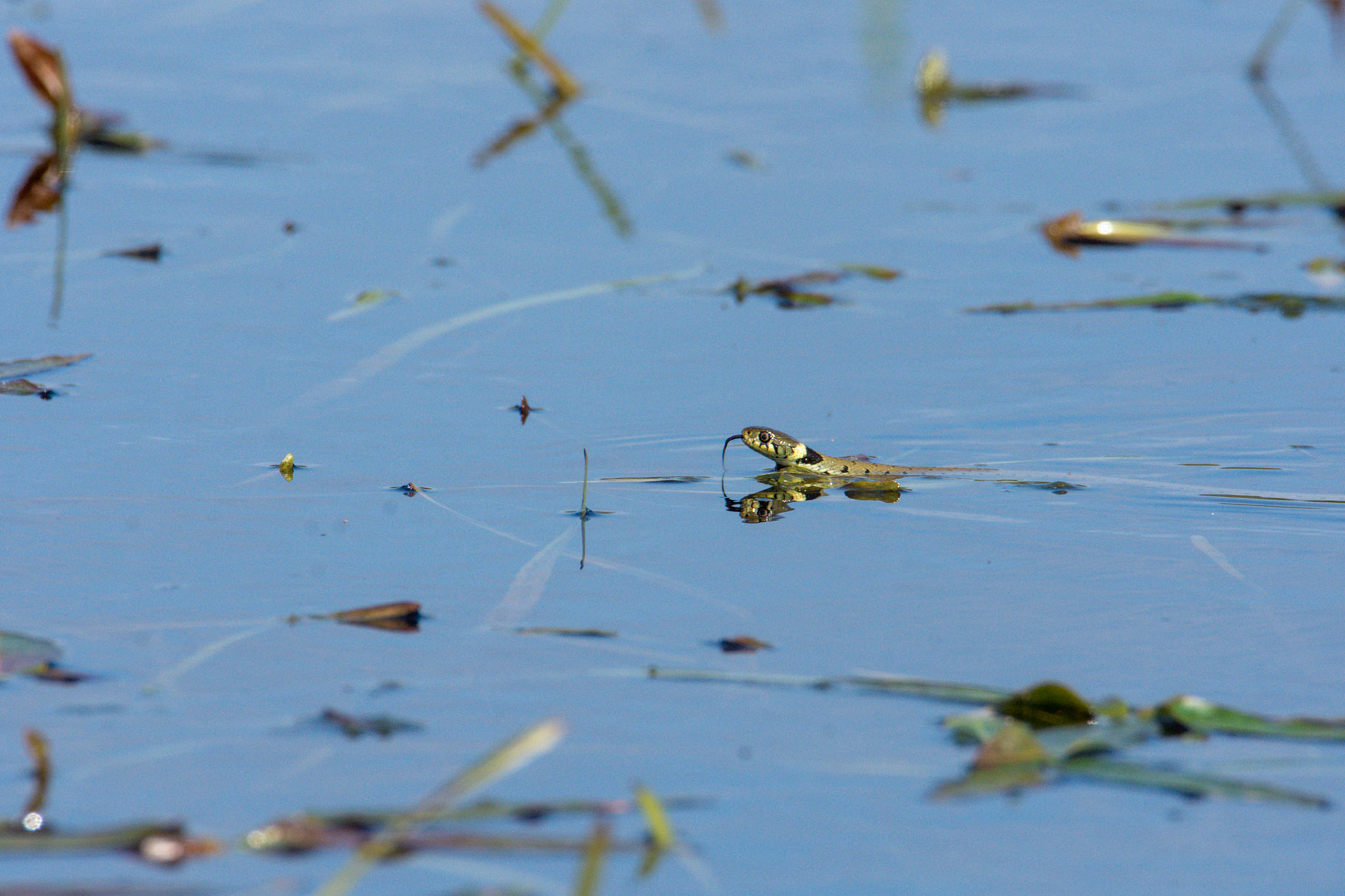 étangs de trévignon