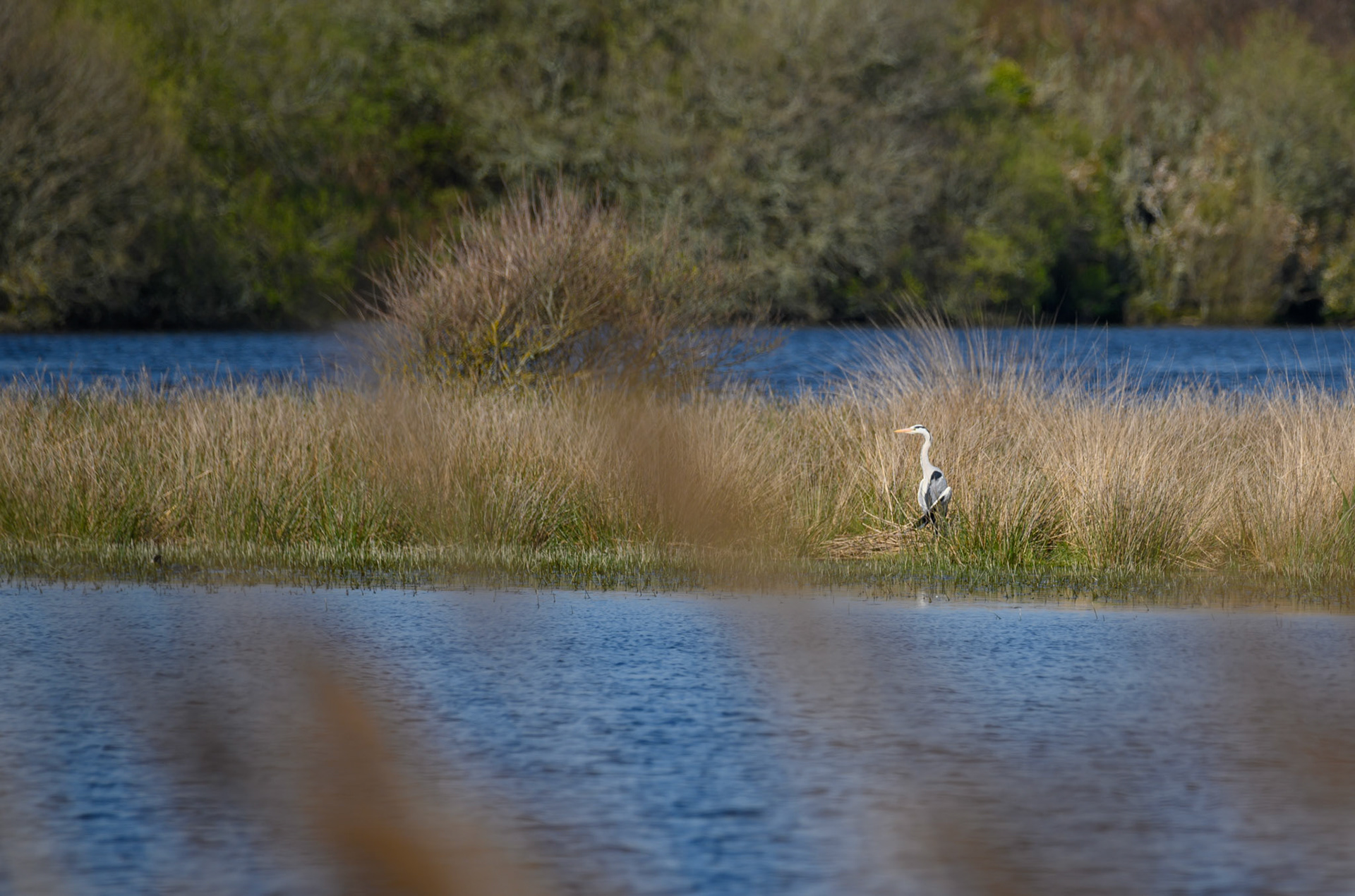 étangs de trévignon