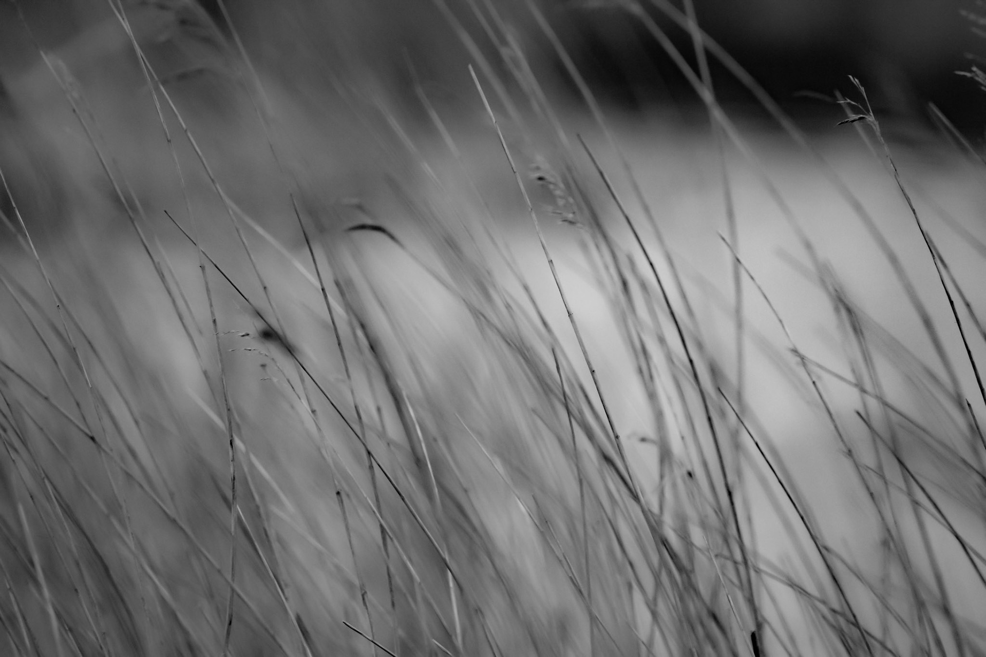 étangs de trévignon