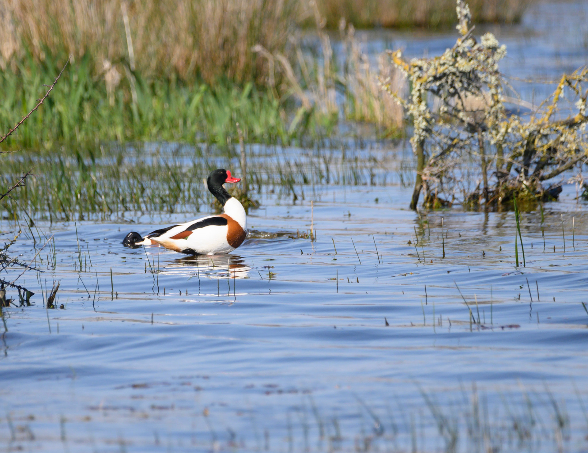 étangs de trévignon