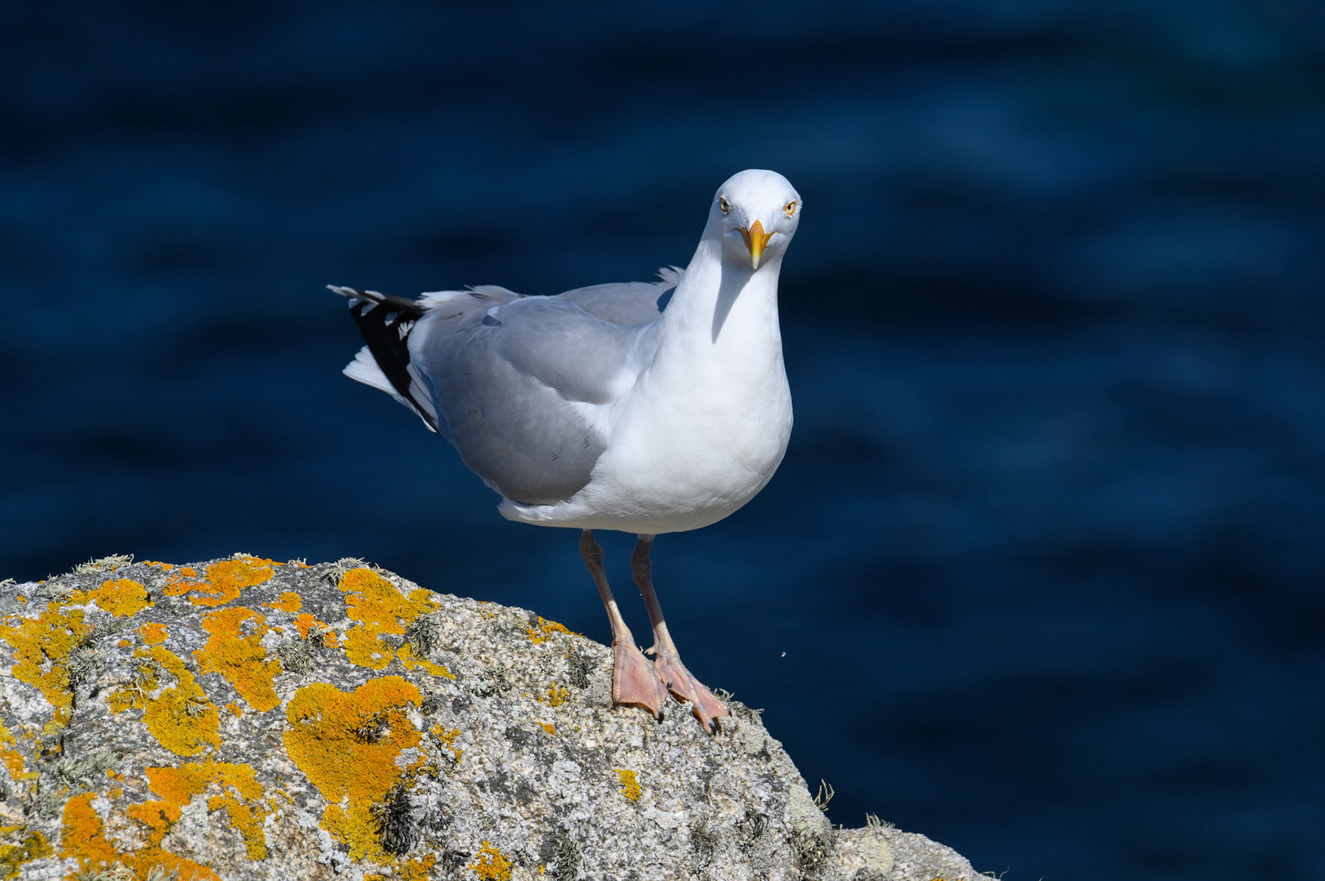 enez eussa - île d'Ouessant