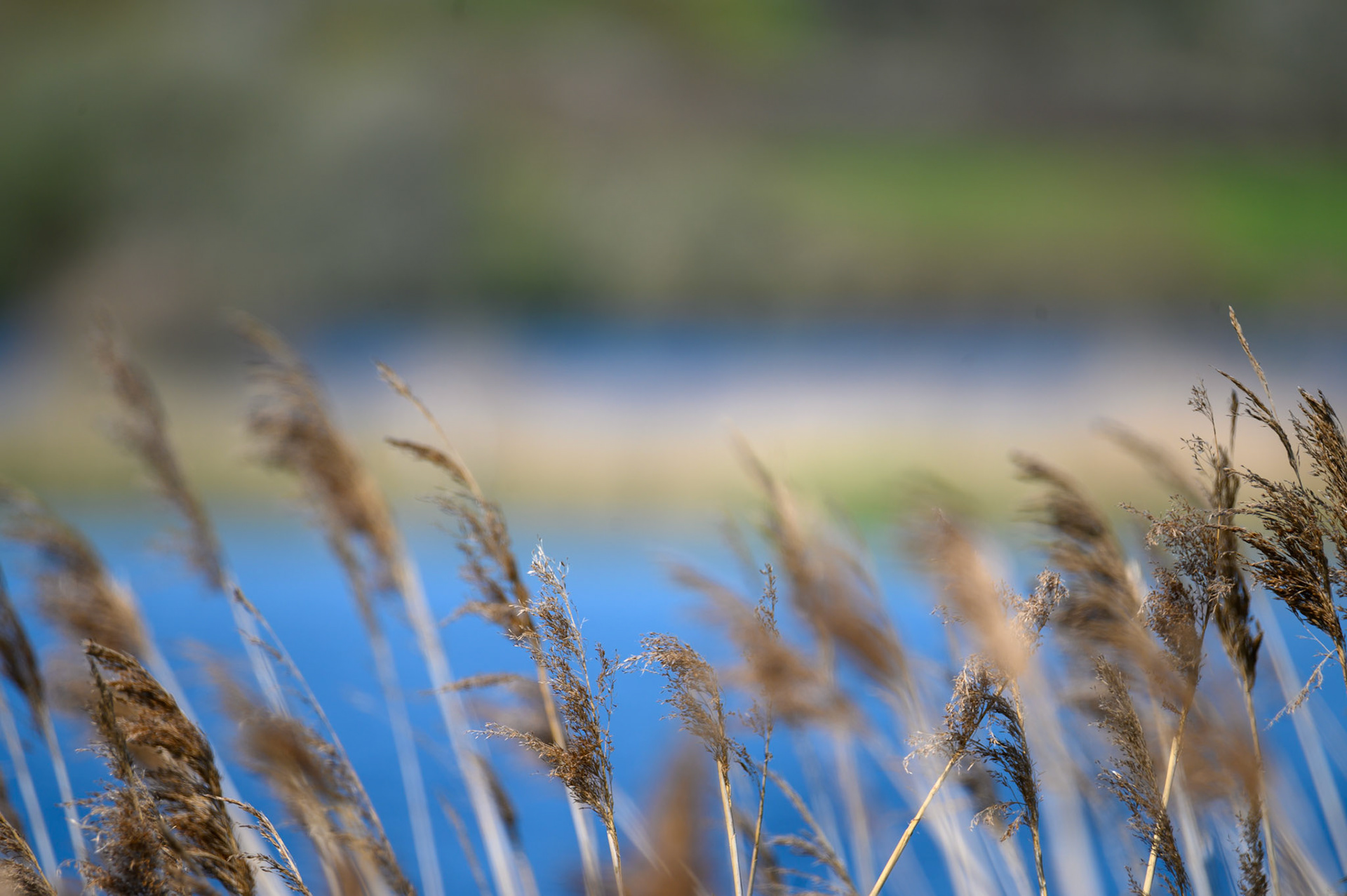 étangs de trévignon