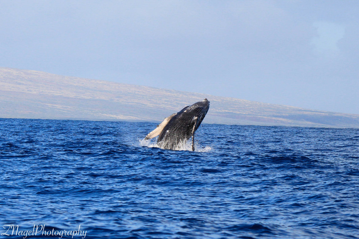 Maui Hawaii - North Pacific Humpback Calf