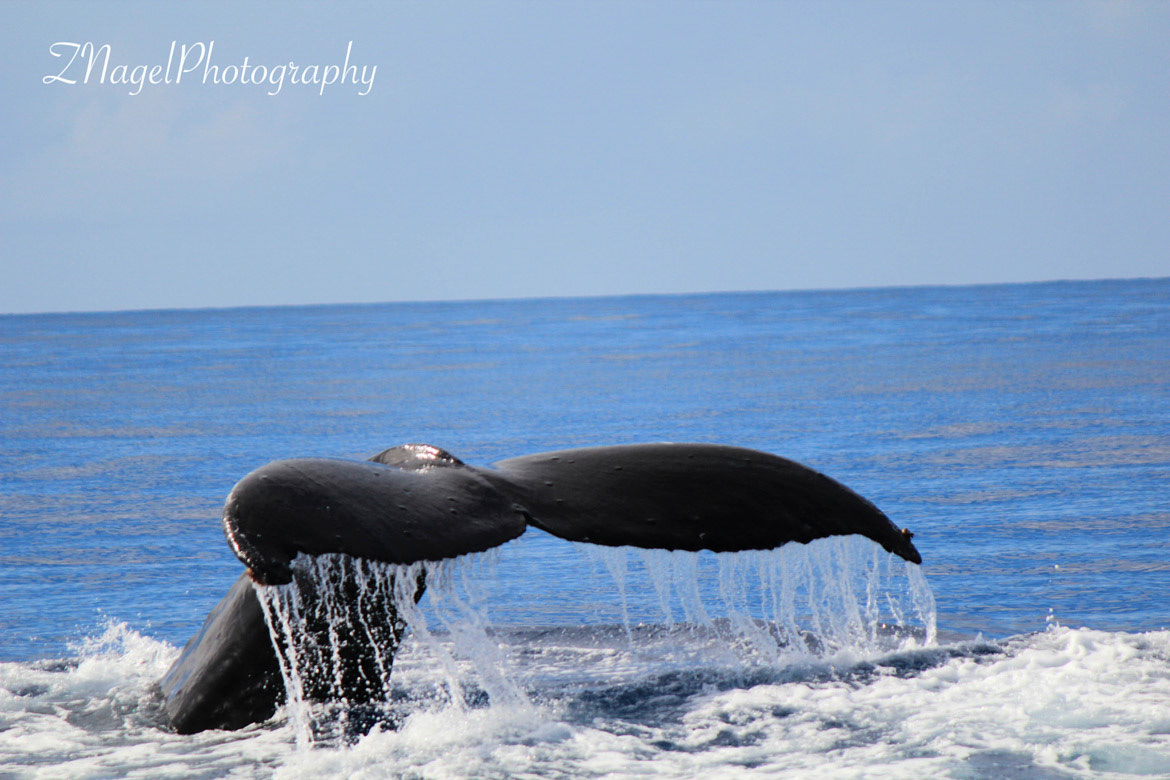 North Pacific Humpback - Maui Hawaii