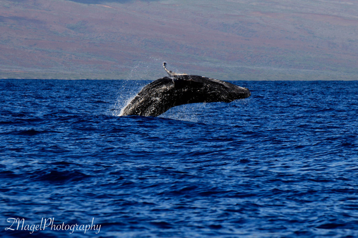 Maui Hawaii