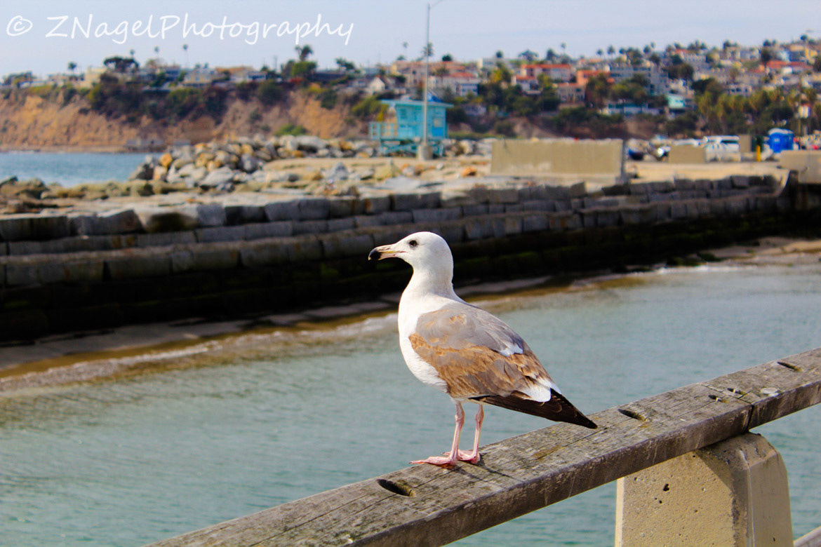 Cabrillo Beach Los Angeles California