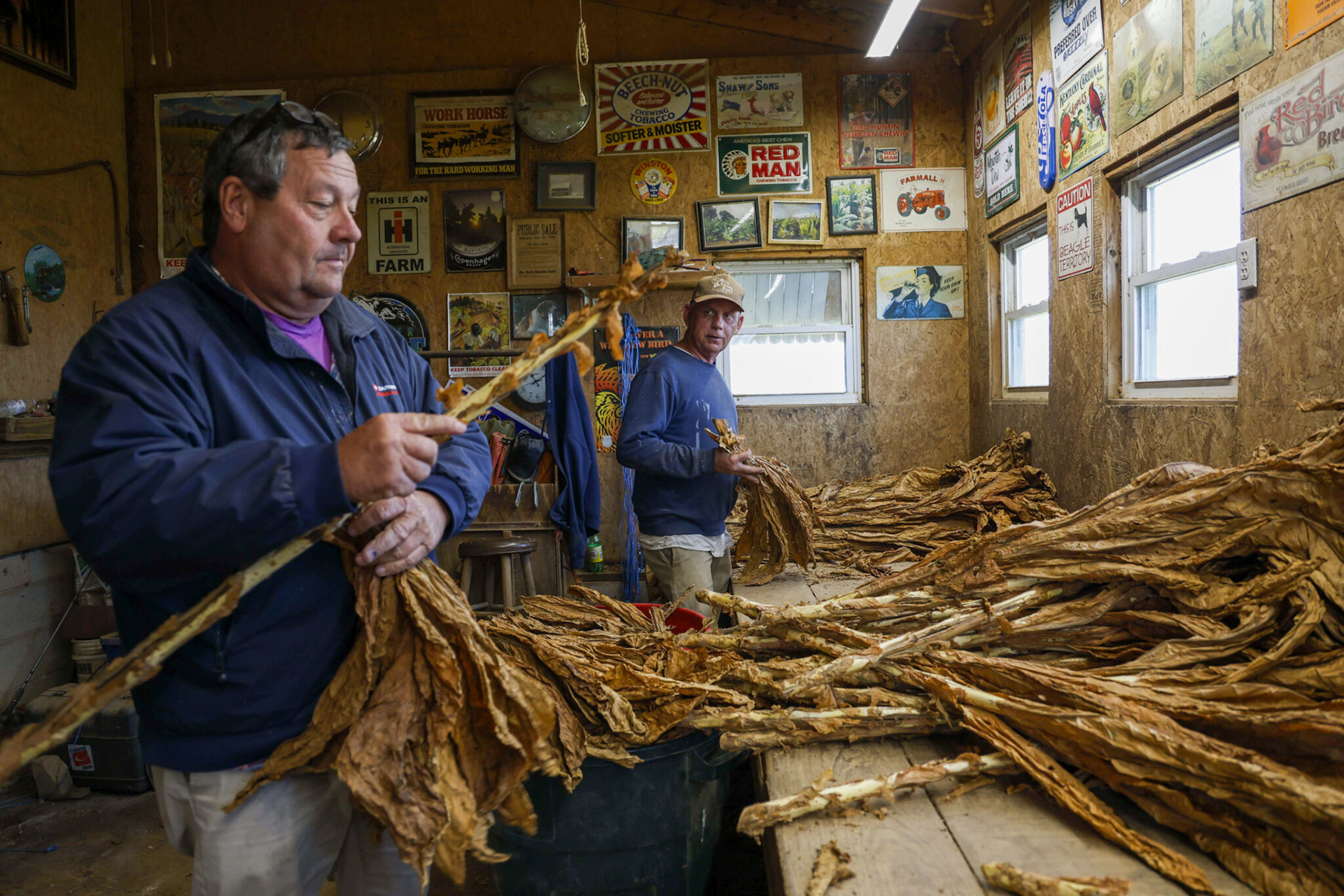 In a barn on his family’s farm, tobacco farmer Mike Miller (right) and Jason strip dried tobacco leaves from their stalks before sorting them in preparation for baling and packing for shipping.