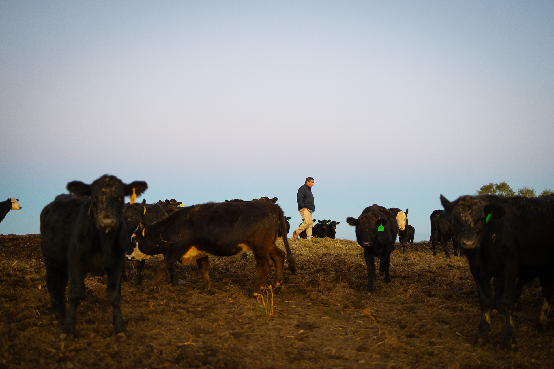 Weaving his way through a group of cattle on a crisp fall morning, Jason completes his daily task of feeding the livestock. Jason owns more than 2,500 acres of farmland where he raises cattle and grows tobacco.