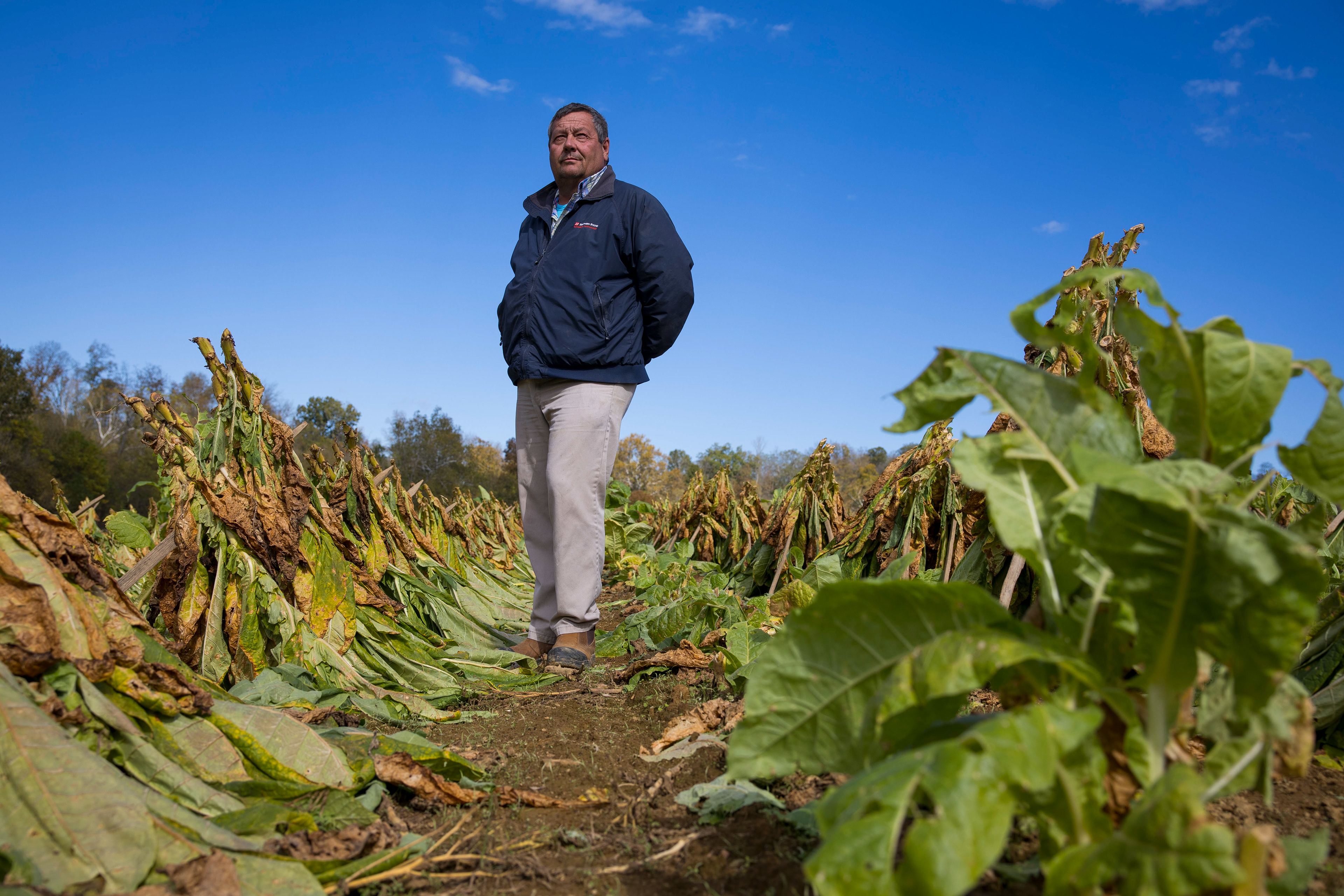 Harvesting tobacco takes top priority every fall as the burley crop on matures. Jason hires seasonal workers to help with cutting and hanging the tobacco in the barn to dry.