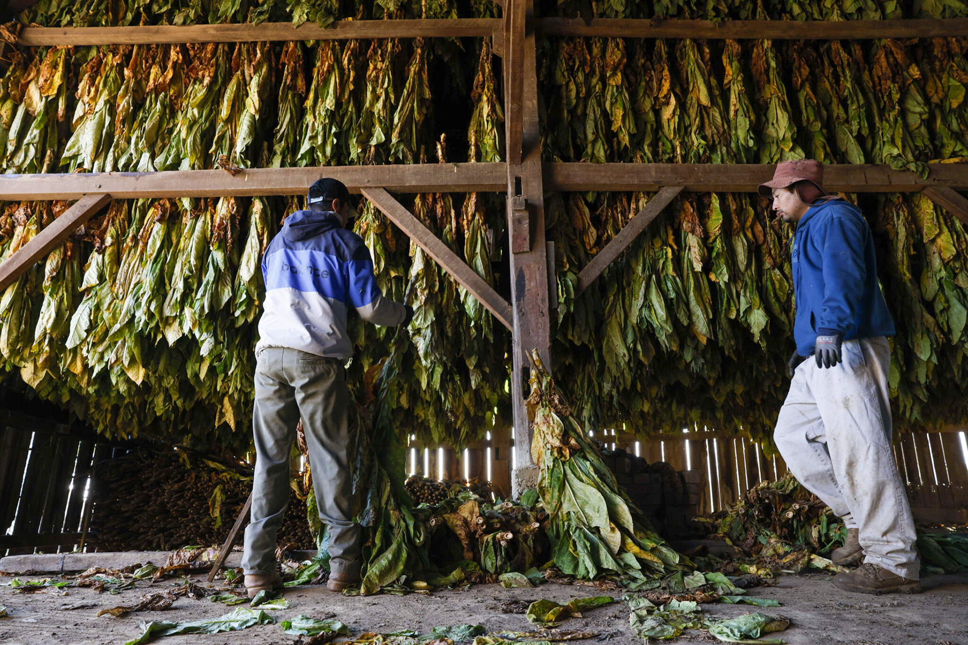 Jesus Rosas Silvero, left, and Eduardo Hernandez hang freshly- harvested tobacco in one of the many barns on Jason’s farm. Originally from Mexico, Silvero and Hernandez are a part of the H-2A federal work program that allows farmers to hire foreign workers for seasonal agricultural jobs.