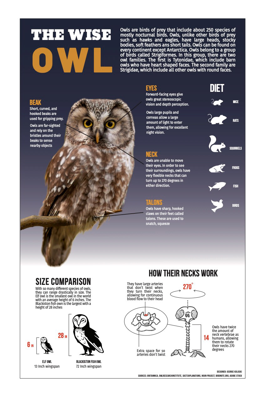 Science Infographic on owls