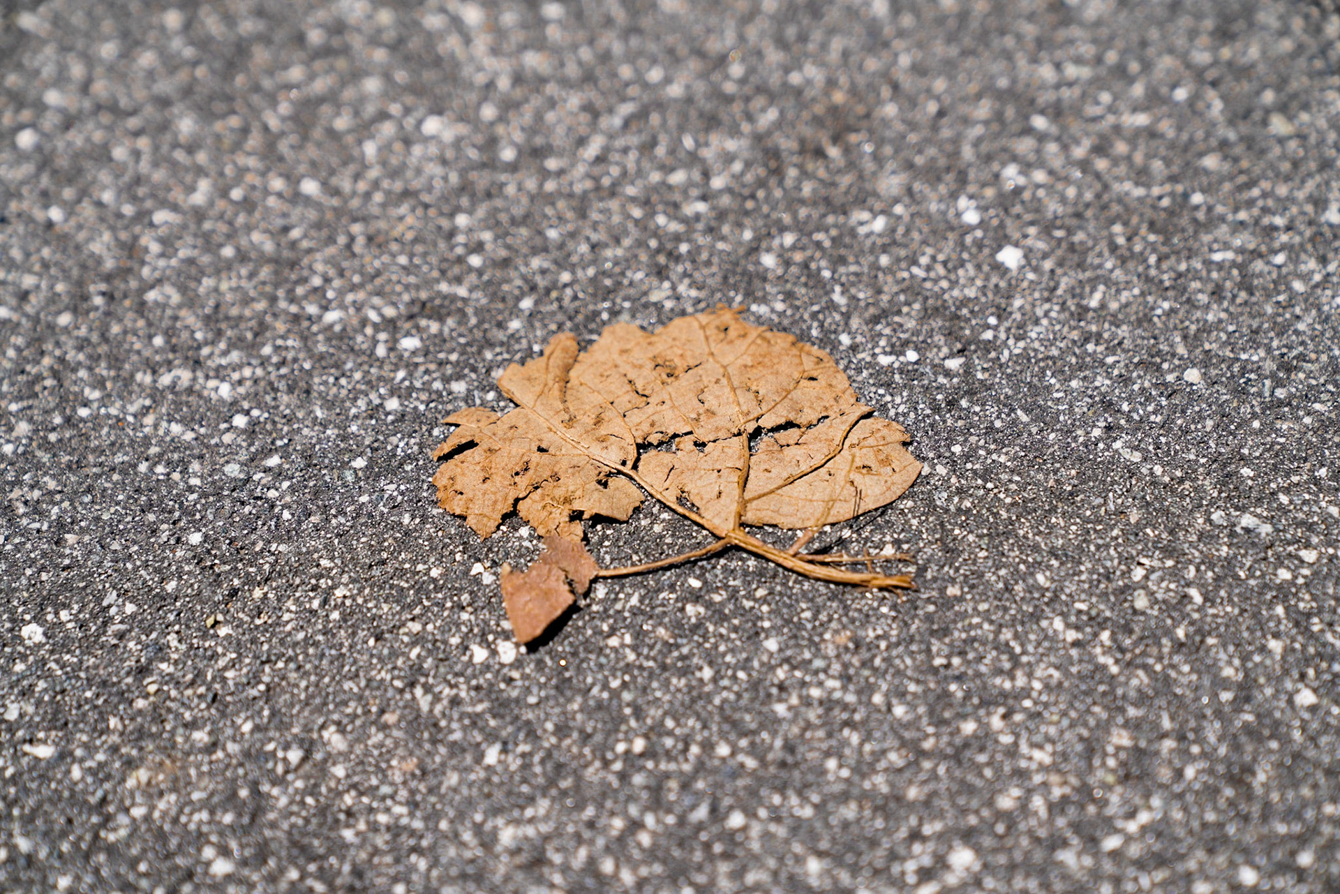 A beat up leaf laying in the street.
