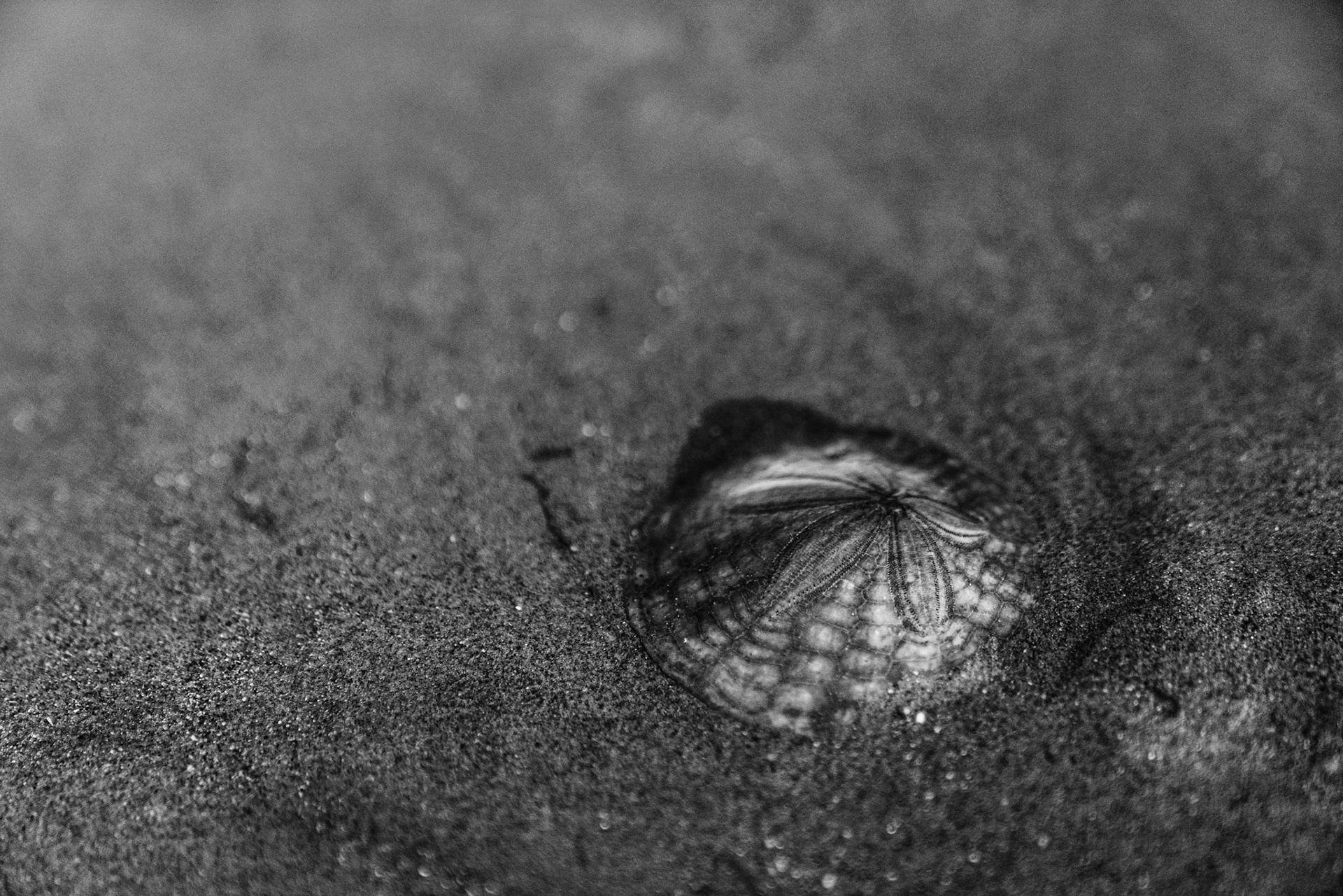 Black and white image of a perfect sand dollar on the beach after a high tide.
