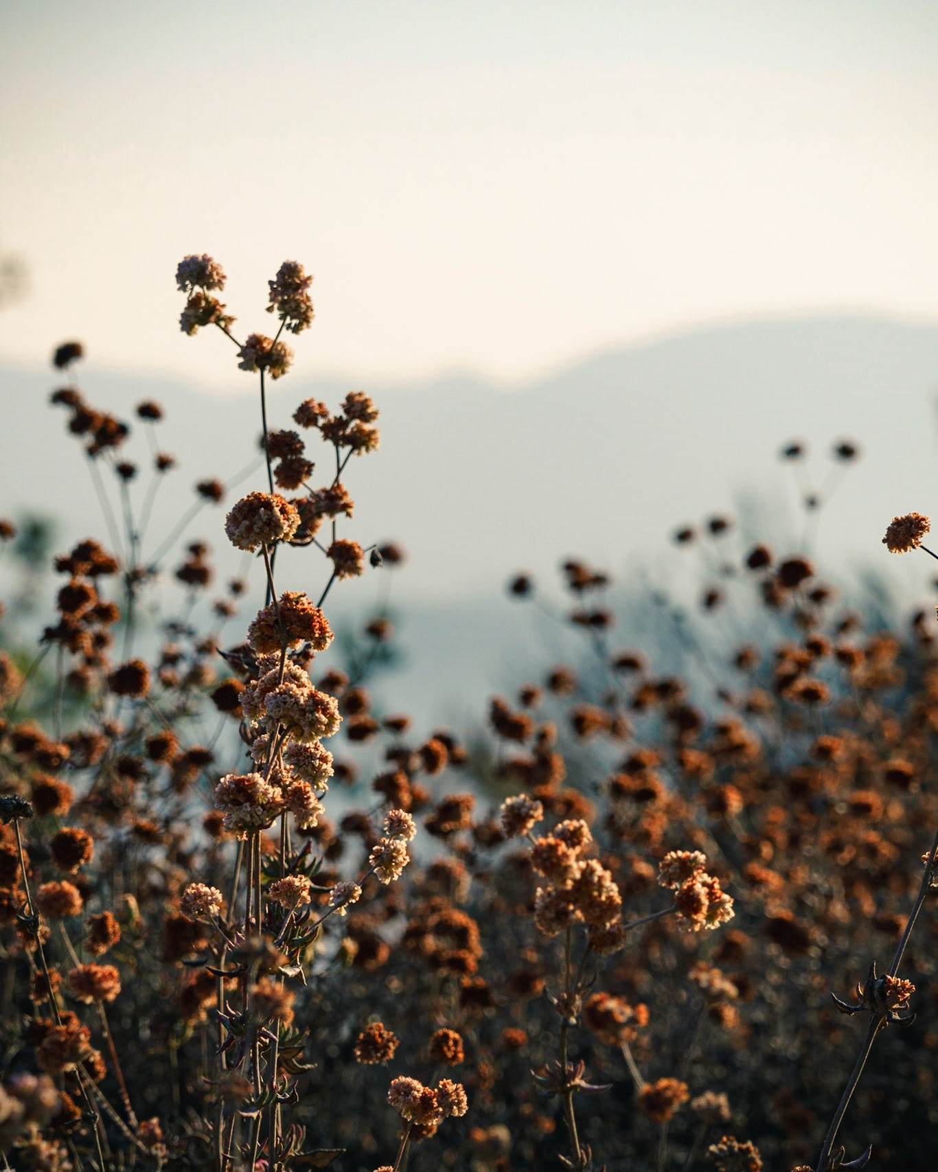 Shallow depth of field focused on wildflowers with rolling hills in the background. Morning sunlight shinging golden on the flowers.