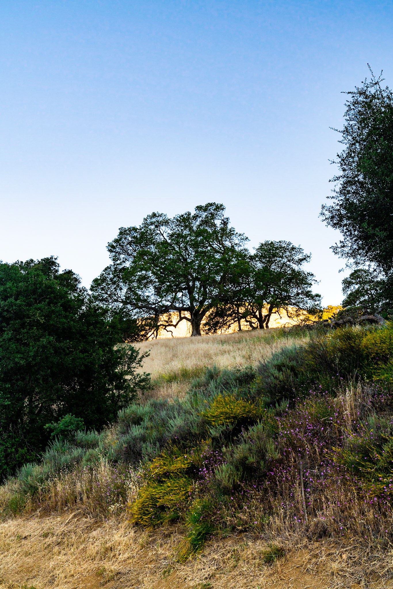 The sun coming over the hills on Tepusquet Road.