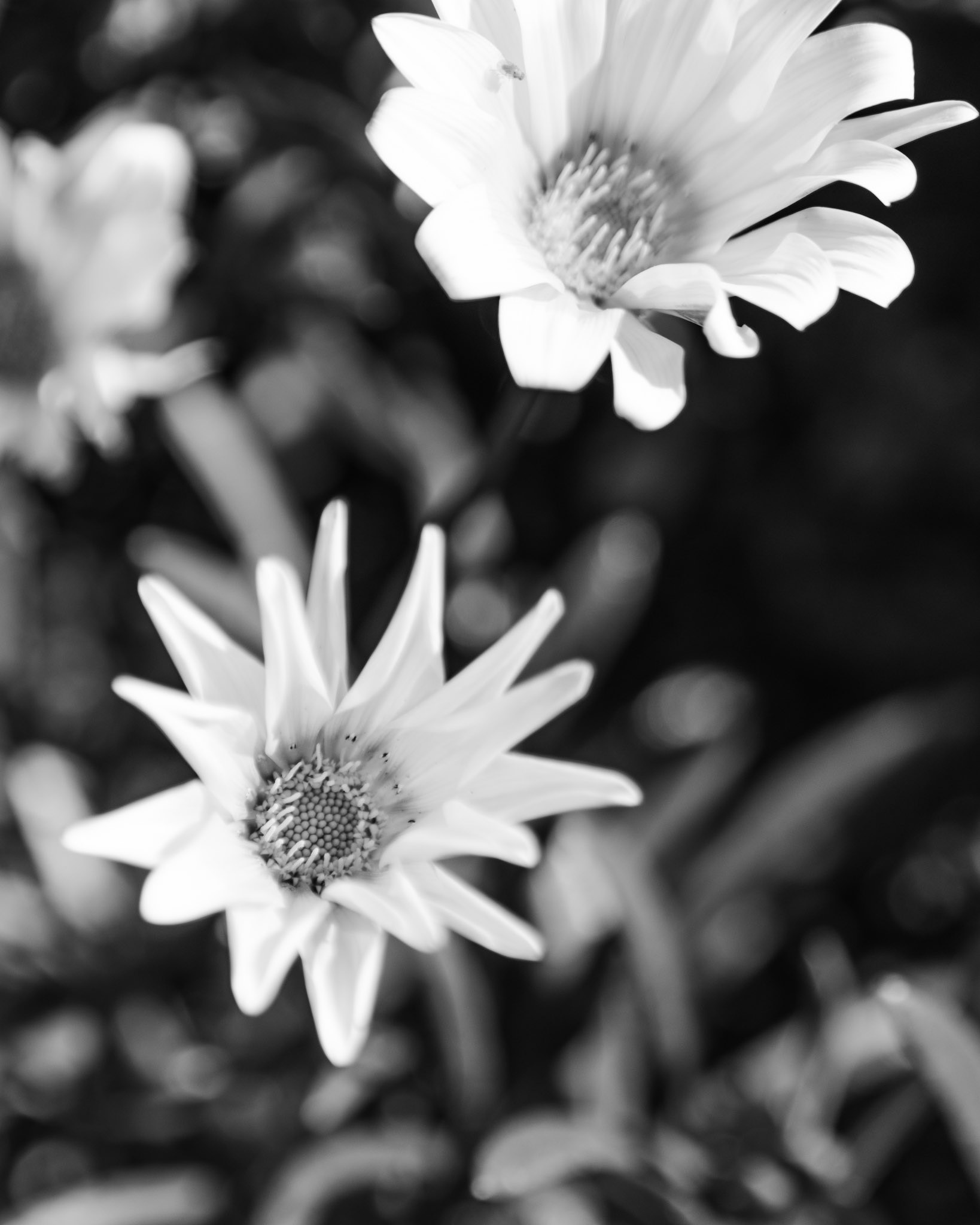 Closeup black and white image of Gazania flowers. Gazanias are also known as the Treasure Flower and the African Daisy.
