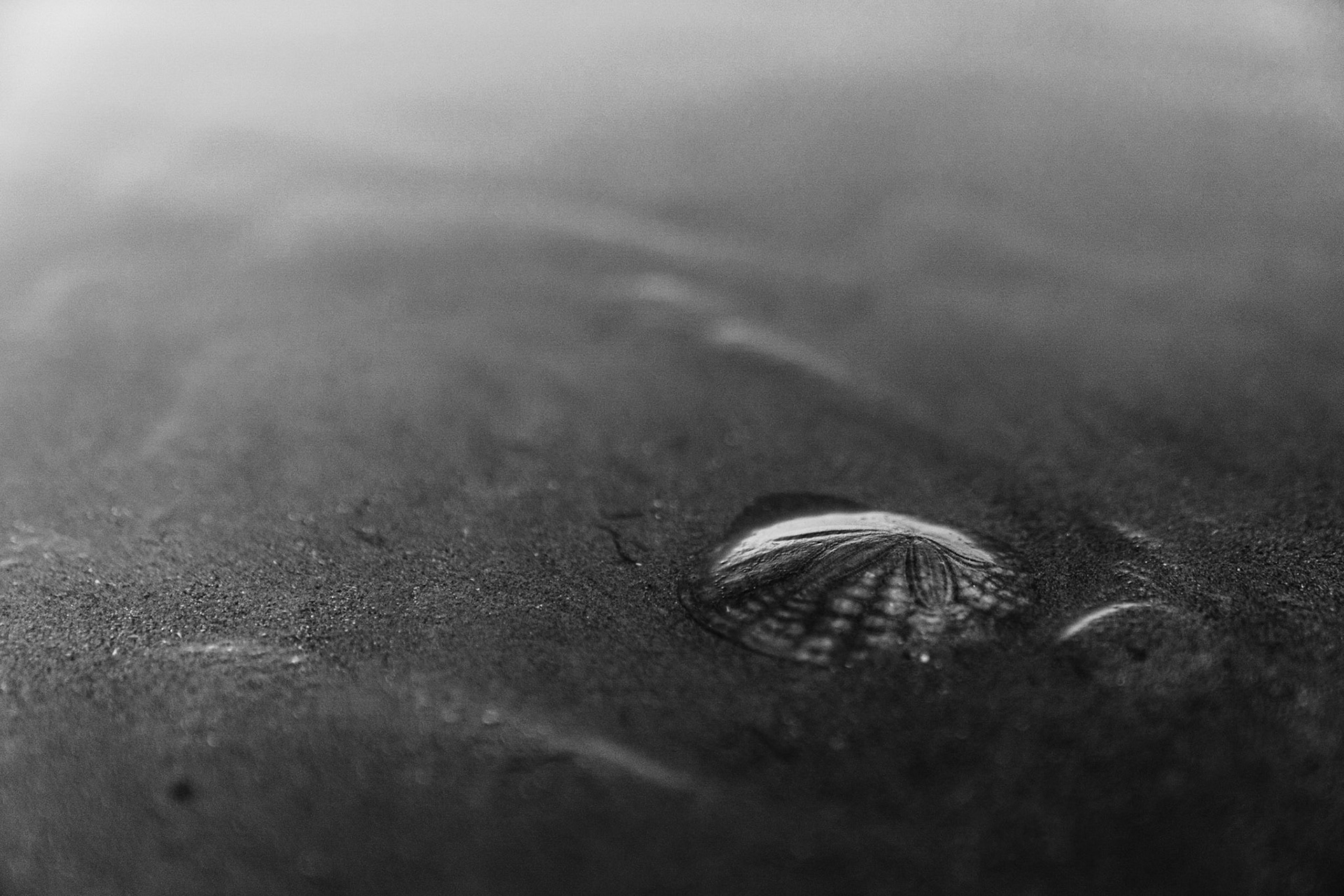 Black and white image of a perfect sand dollar on the beach after a high tide.