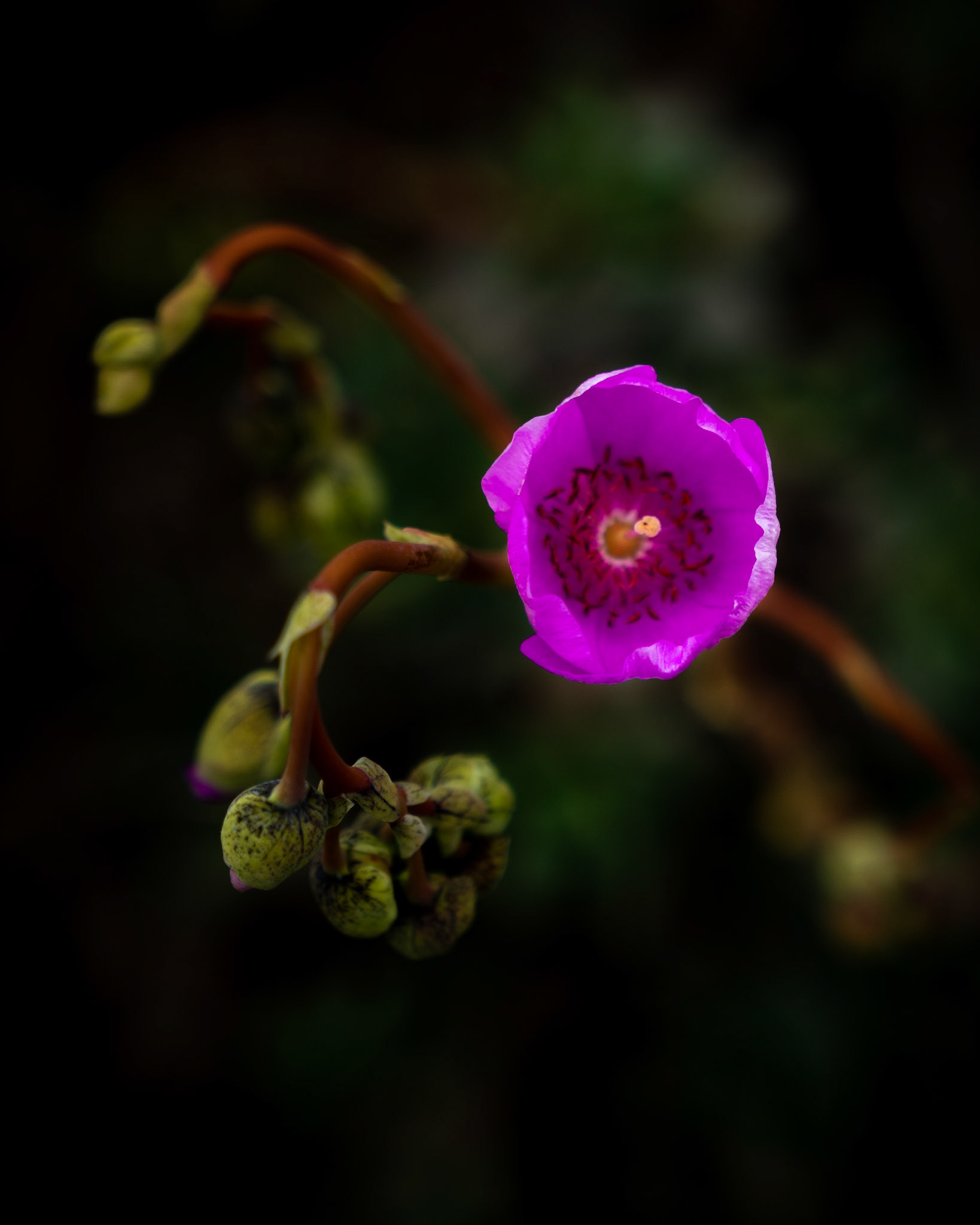 Pink succulent flower.