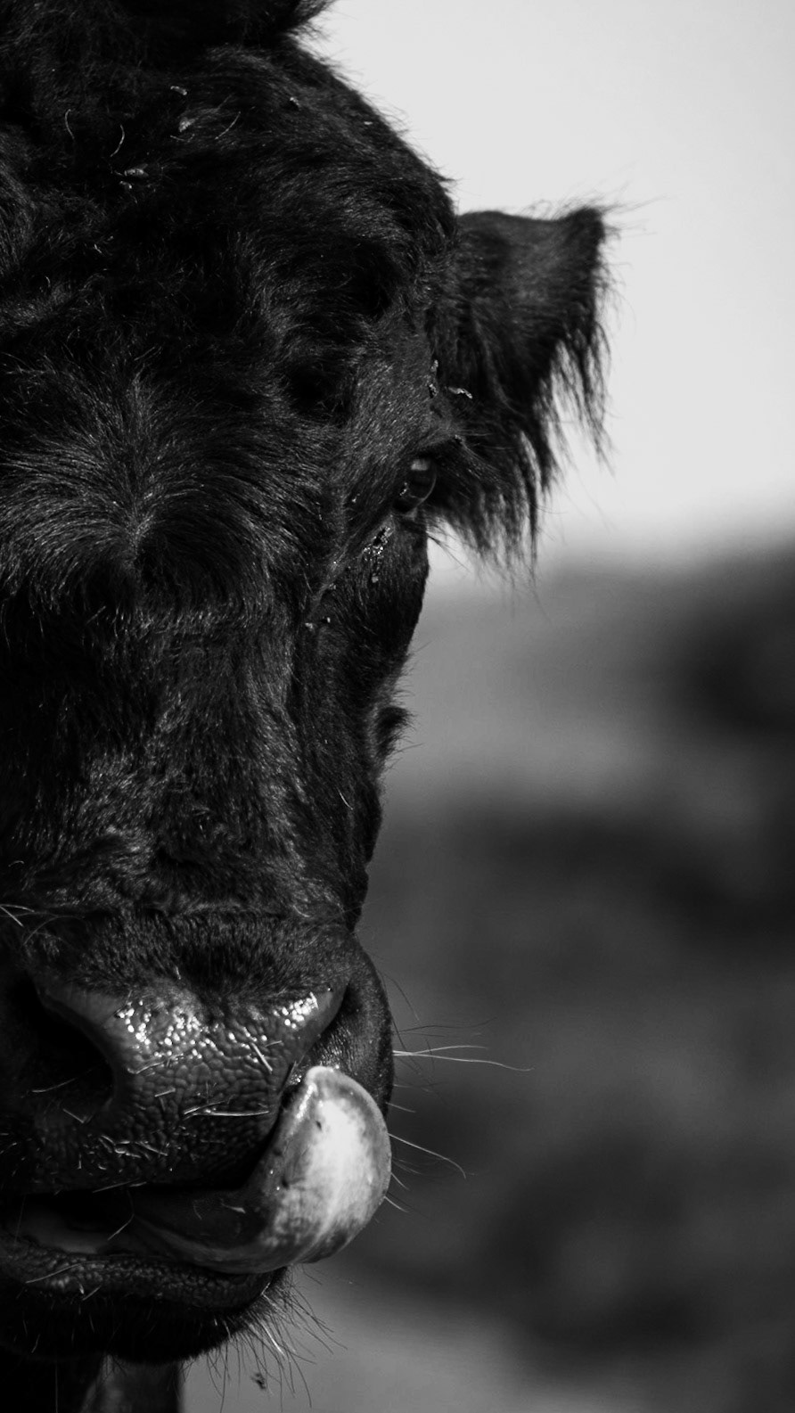 There's A Fly On My Nose