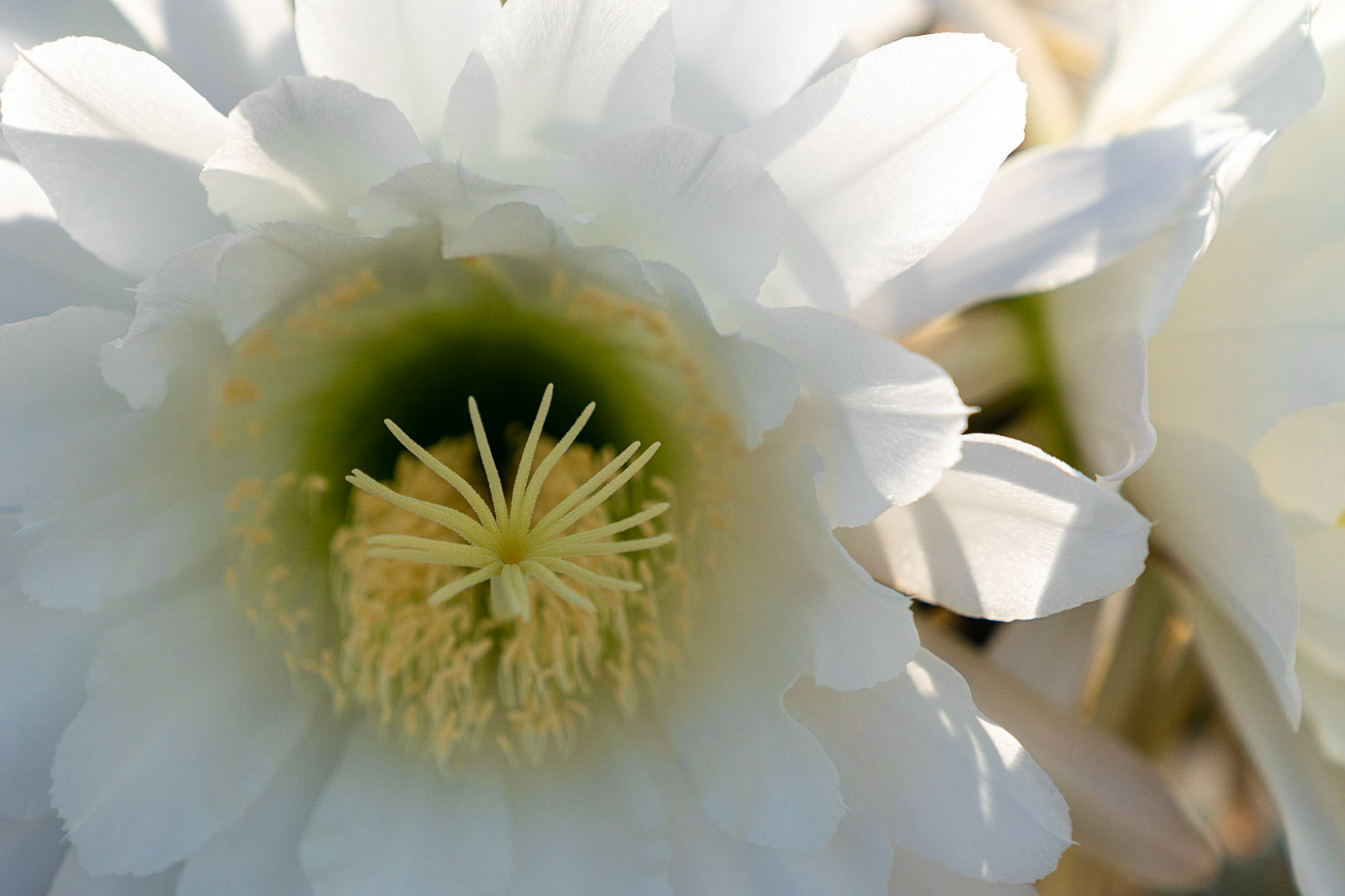 Cactus flowers opening up in the morning light.