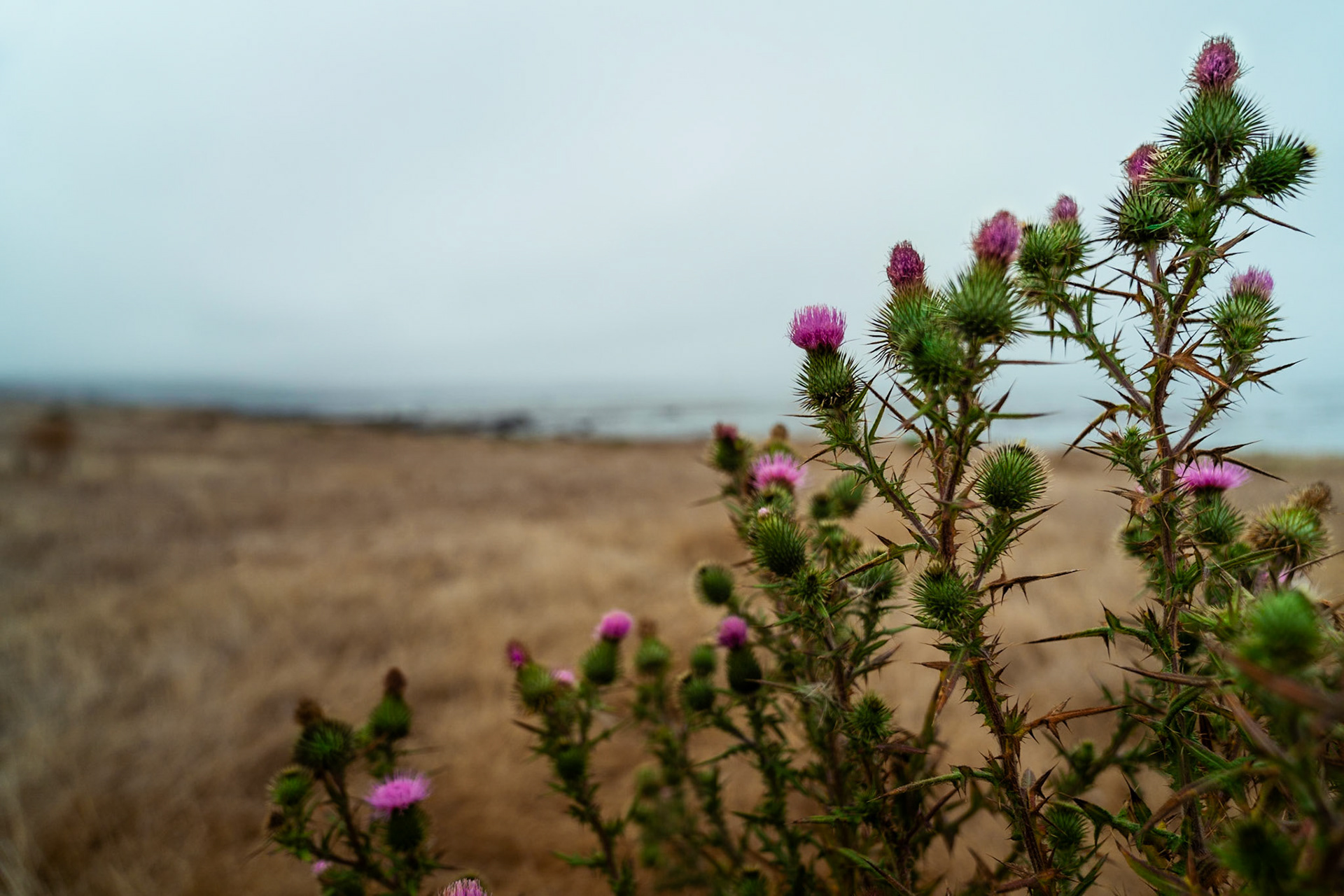 Thistle on Estero Bluffs