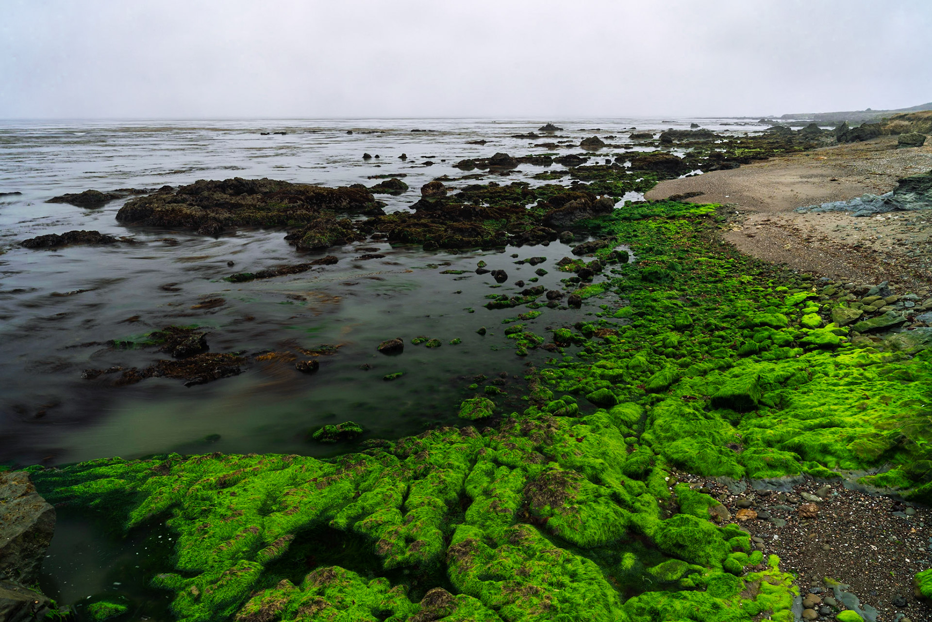 Bight green algae covering the rocks on a beach in Cayucos.
