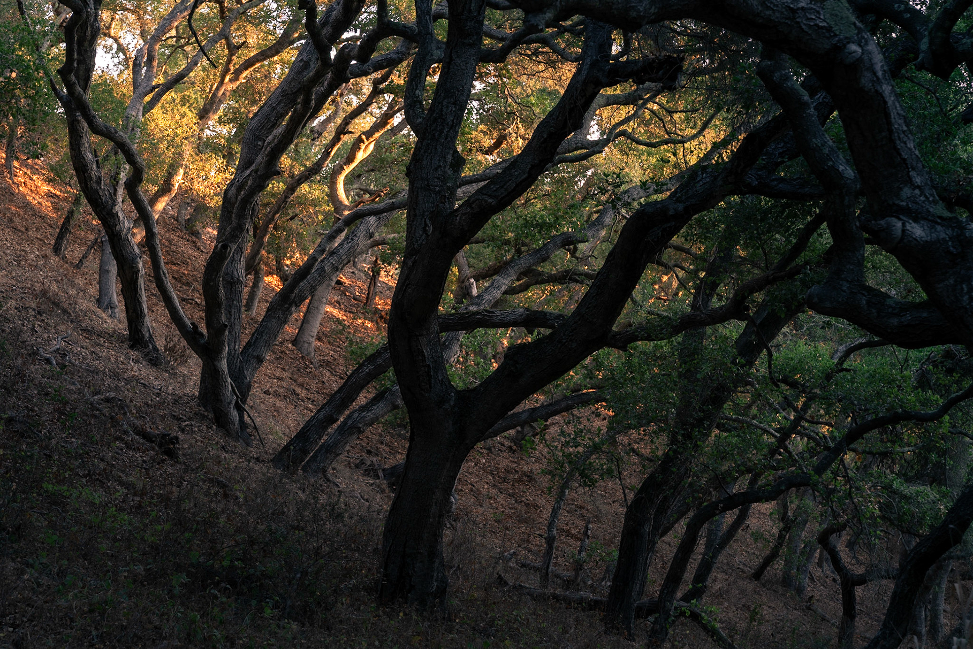 Sunrise shining through the oak trees onto the hill created a glow on the undersides of the distant branches.