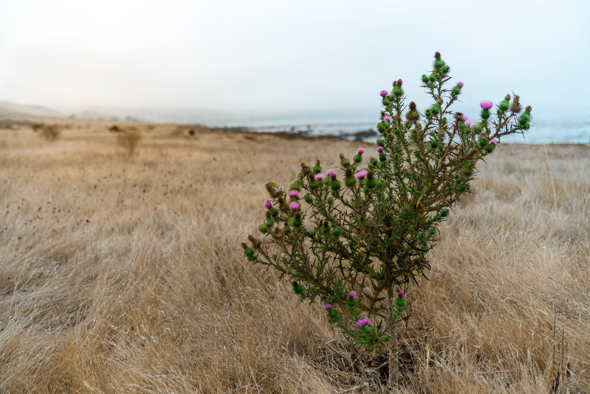 This thistle was growing all by itself in the middle of the dry grasses on Estero Bluffs in Cayucos. It's green and pink in contrast to the brown grasses caught my eye. It's a little bit different perspective on the coastline in the background.