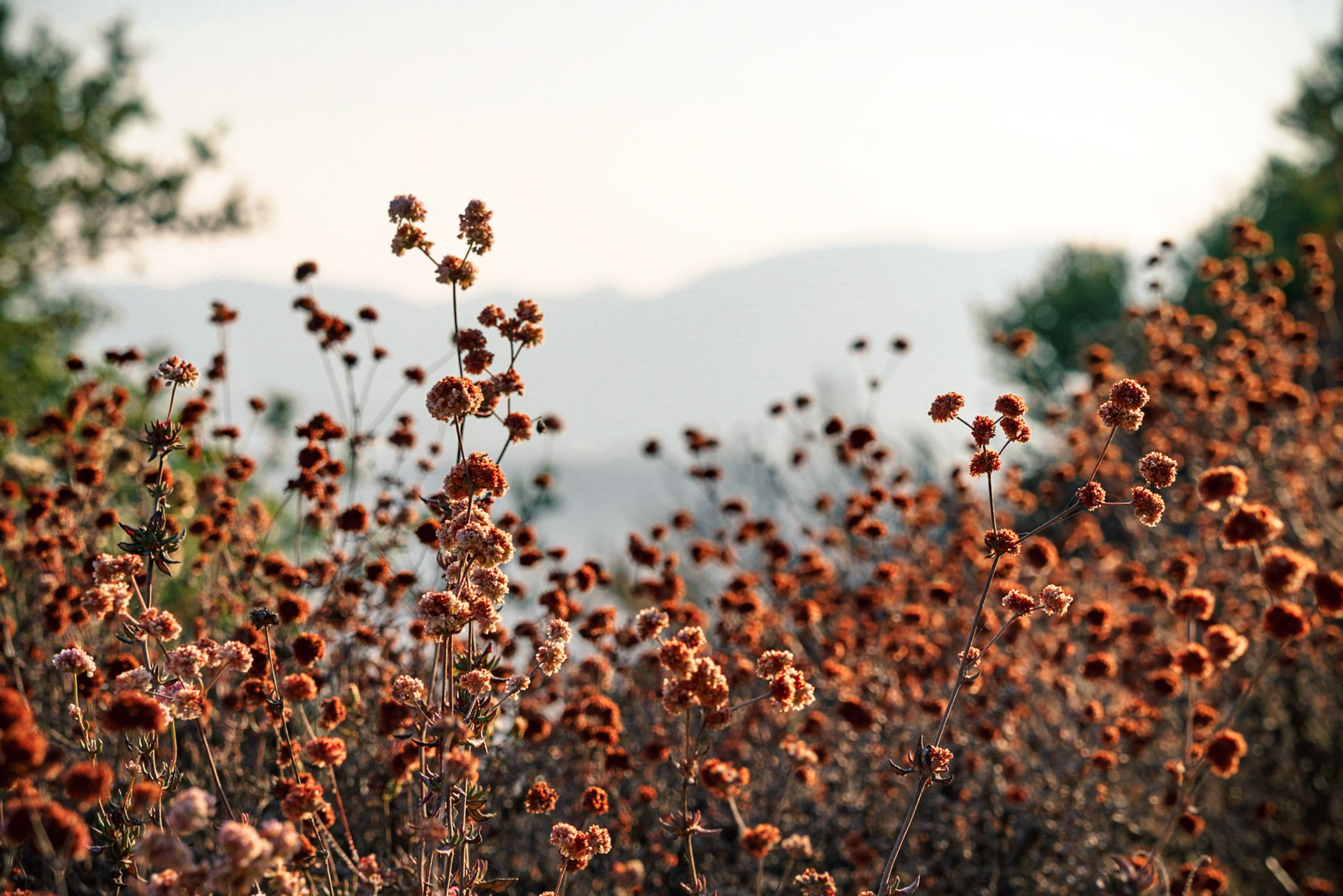 Shallow depth of field focused on wildflowers with rolling hills in the background. Morning sunlight shinging golden on the flowers.