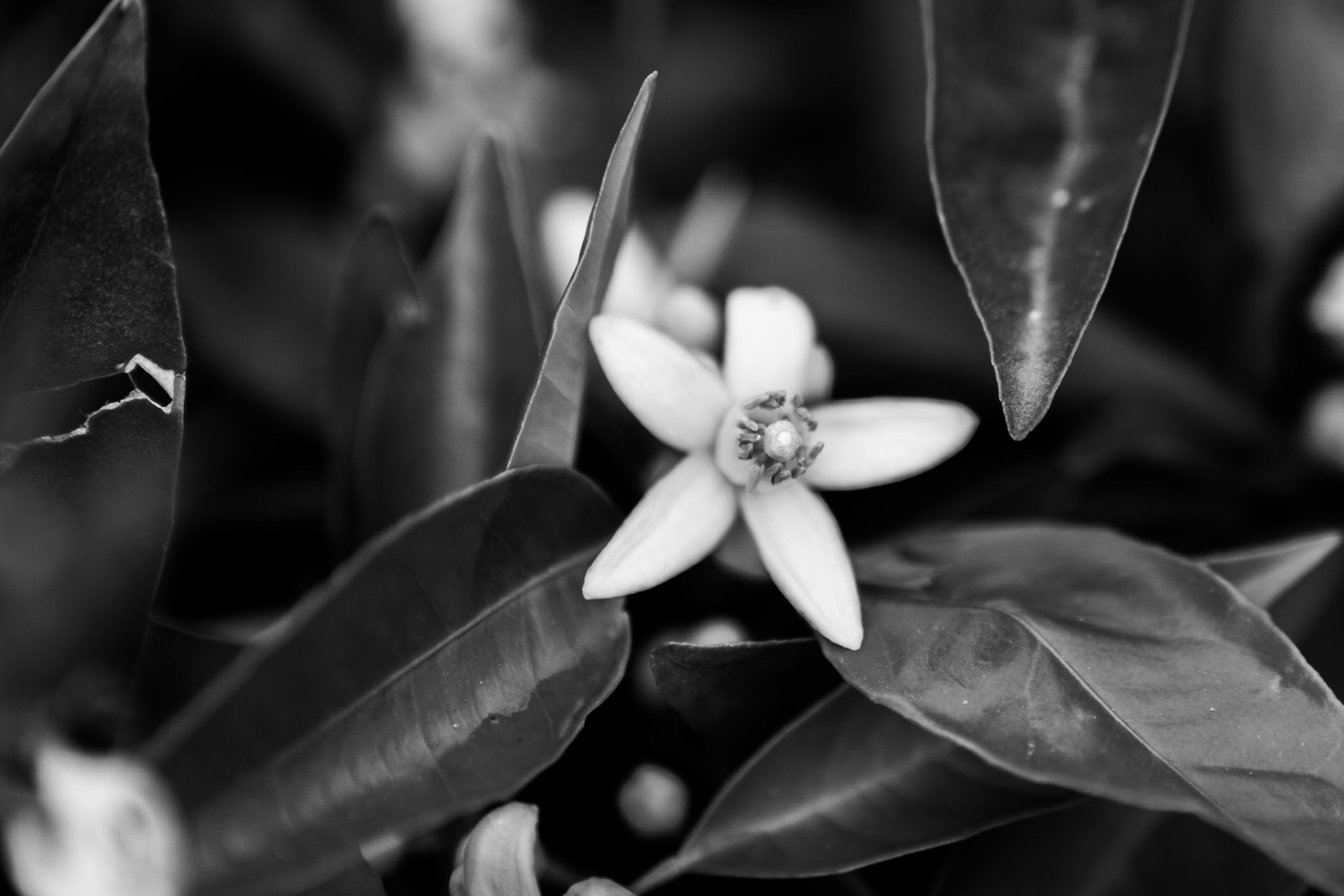 Black and white close up of an orange blossom and leaves.
