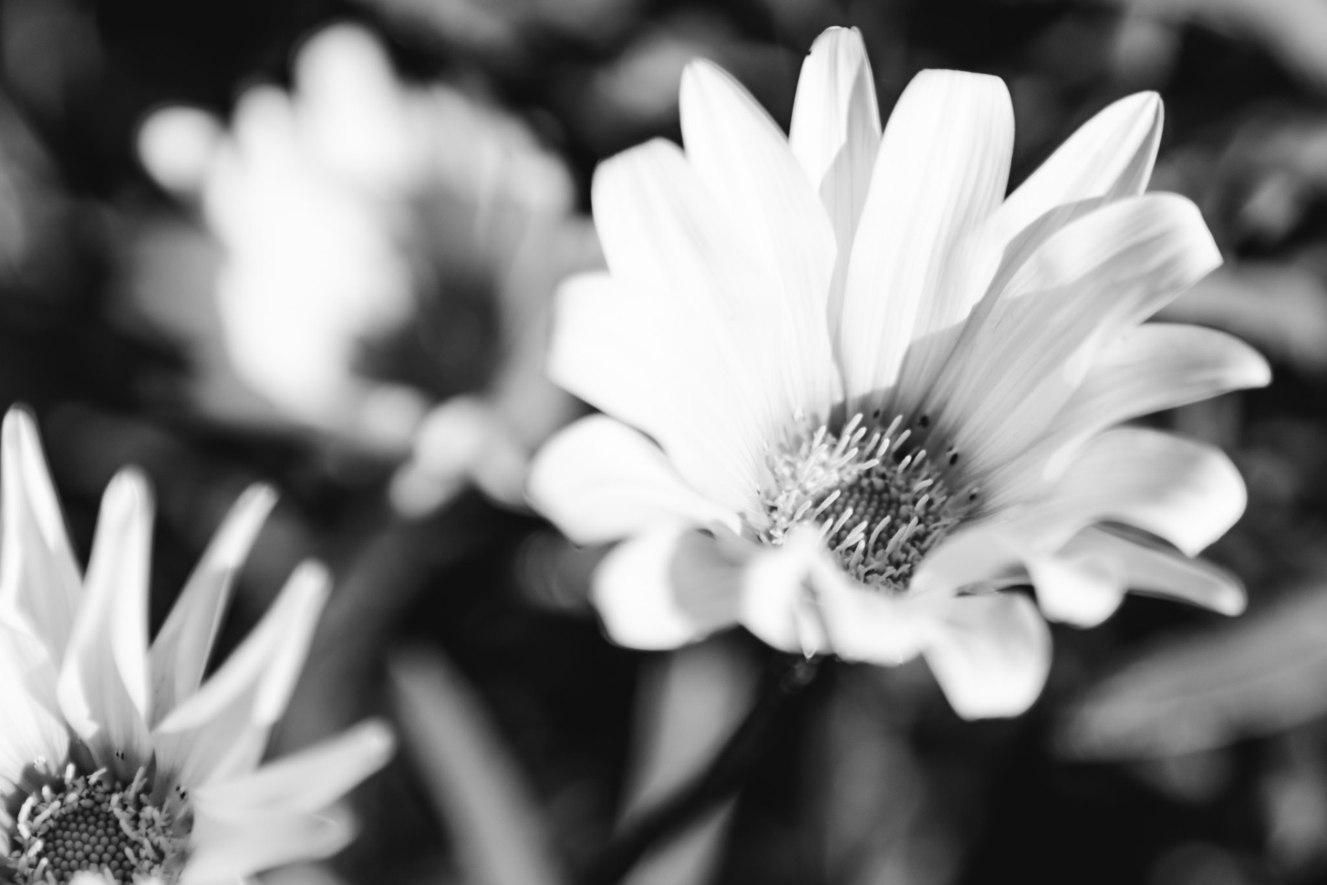 Closeup black and white image of Gazania flowers. Gazanias are also known as the Treasure Flower and the African Daisy.