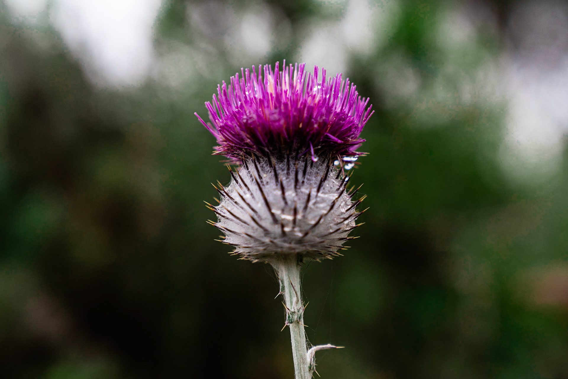 Cobwebby thistle (cirsium occidentale) flower blooming on the Valencia Peak trail in Montaña de Oro near Los Osos California. The compact cobwebby thistle, var. compactum, is a variety which only grows along the Central Coast of California.